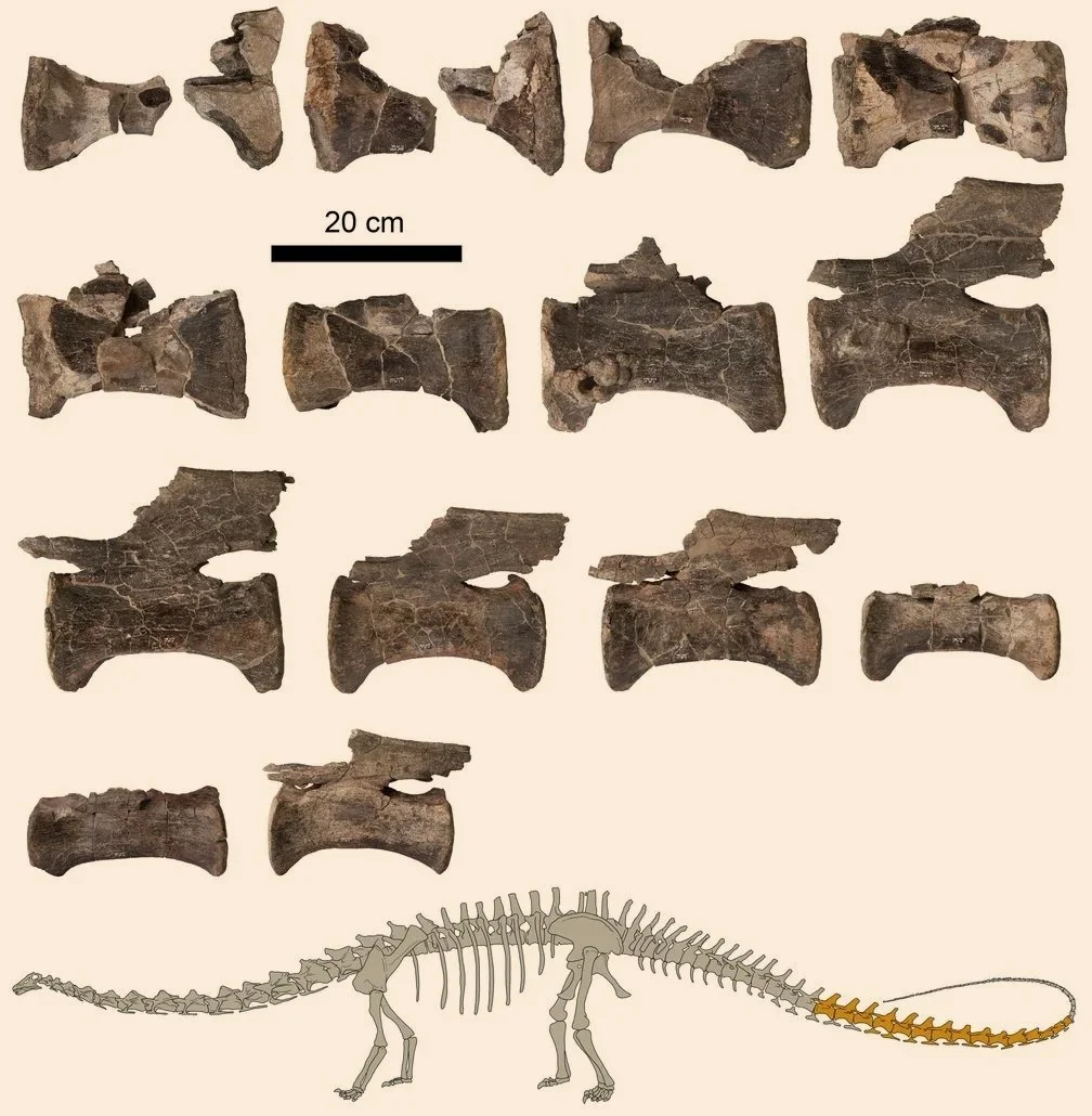 Vértebras caudales del Diplodocus hallado en El Castellar (Teruel). La reconstrucción inferior señala en color las partes de la cola recuperadas y analizadas por los investigadores.
