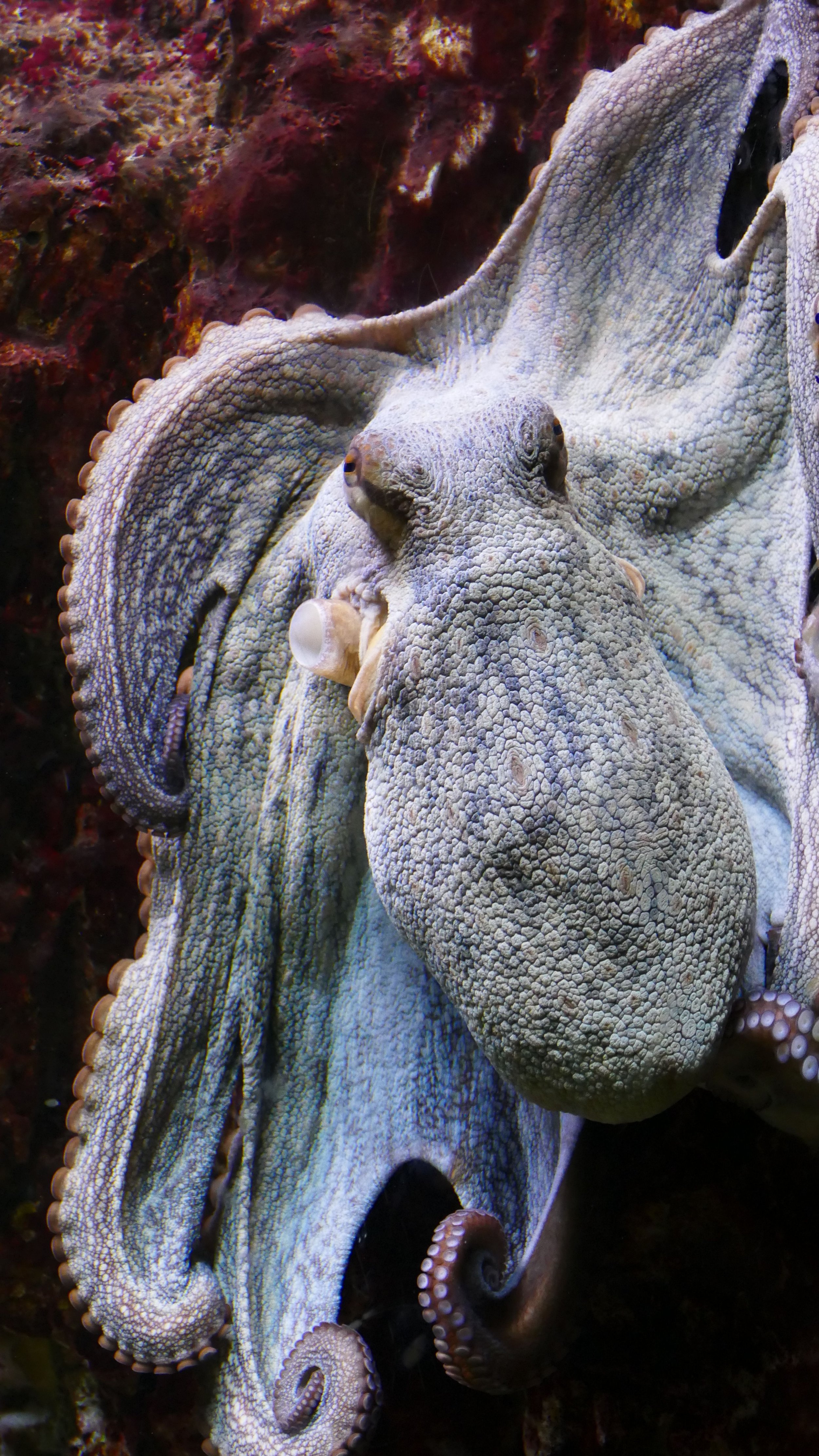 El plegamiento del ADN podría haber contribuido a la evolución de los complejos sistemas nerviosos de pulpos, calamares y sepias.