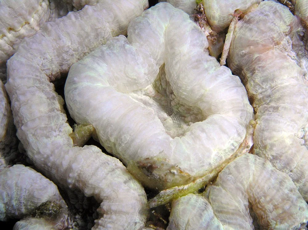 Los grandes pólipos de Mussa angulosa muestran la pérdida de color característica del blanqueamiento, un daño que los toldos submarinos buscan mitigar en otras especies de coral.