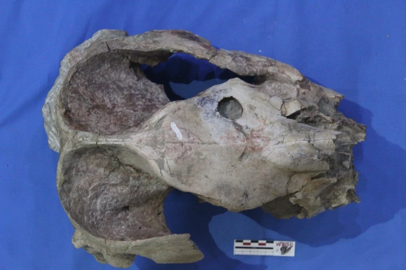 Cráneo parcial de Pericotoxodon platignathus visto desde arriba. La gran perforación circular conservada en el hueso frontal coincide en tamaño y forma con la mordedura de un Purussaurus neivensis.