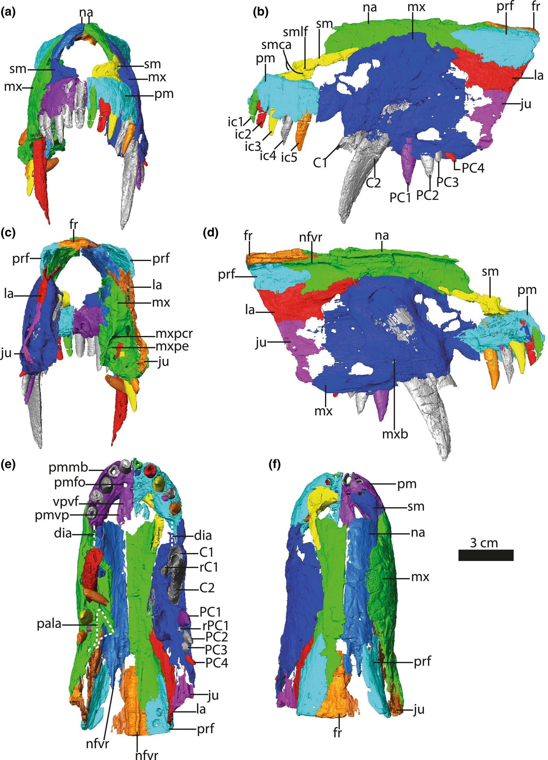Reconstrucción digital del hocico del ejemplar BP/1/8260 de Jirahgorgon ceto, con los distintos huesos coloreados para mostrar su anatomía, vista desde varios ángulos.
