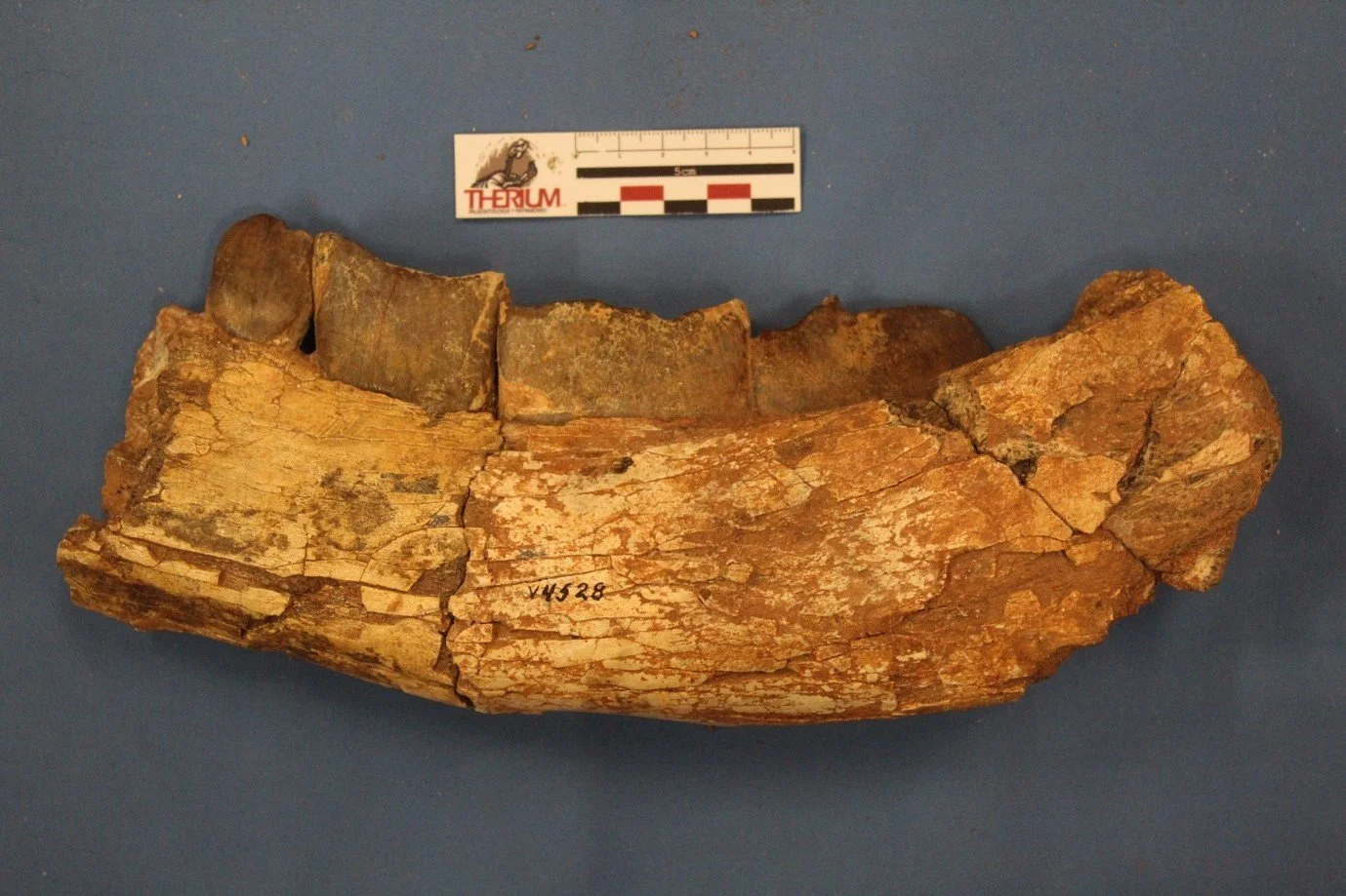 Mandíbula de Xenastrapotherium kraglievichi que conserva las huellas de dos episodios de alimentación