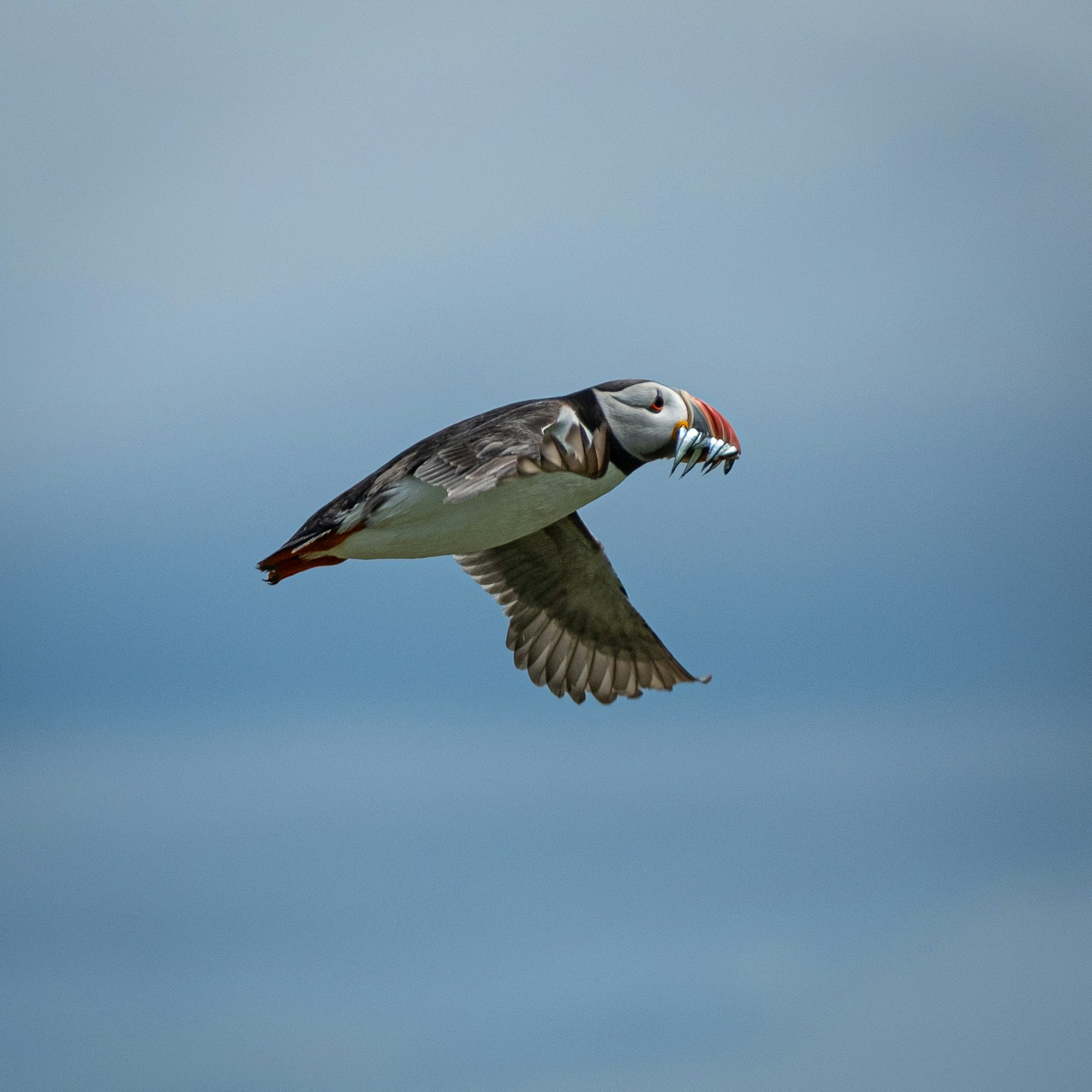 Un frailecillo transporta peces en el pico en época de cría. Como otros depredadores marinos, estas aves acumulan mercurio a travñes de la cadena alimentaria.