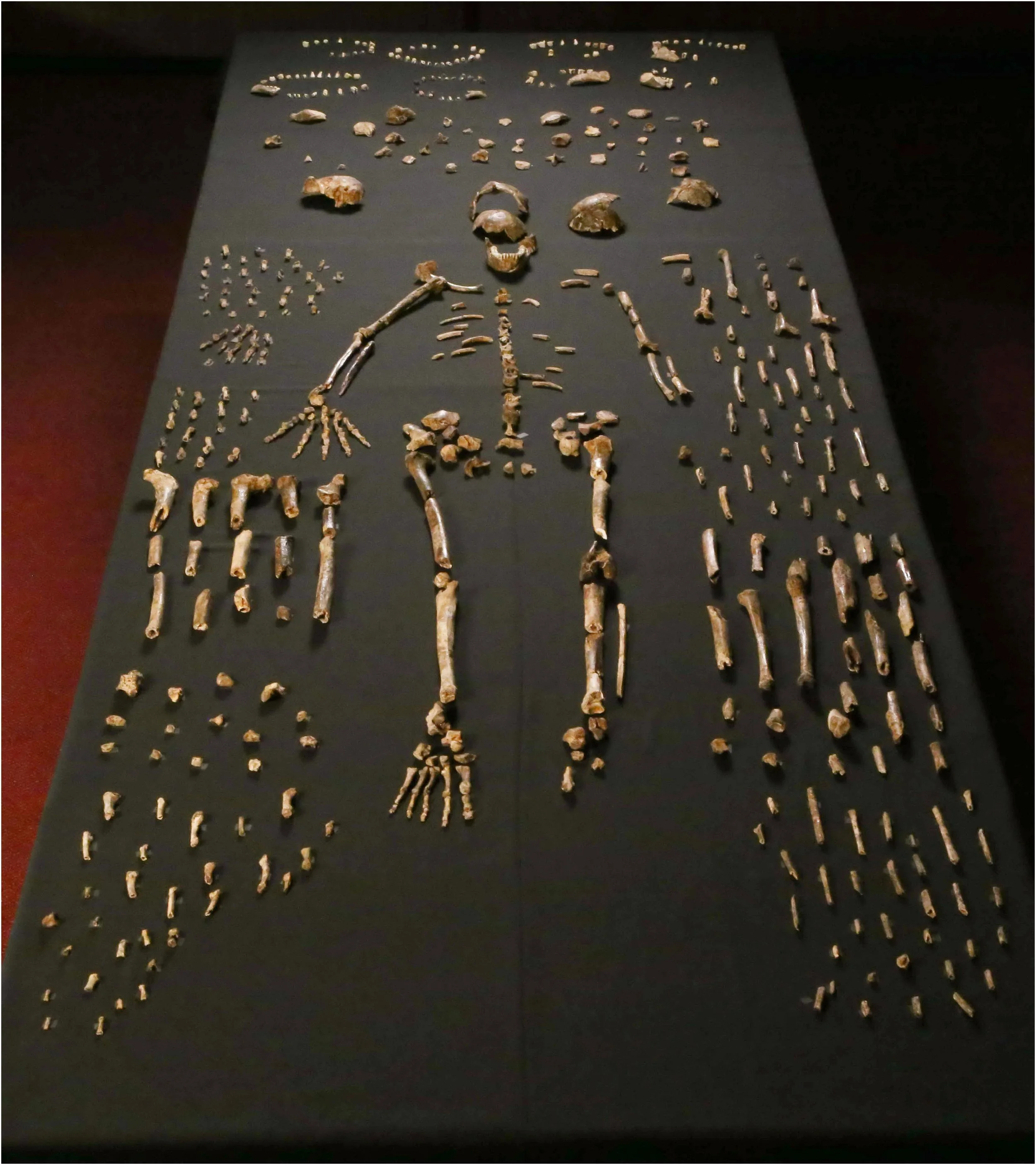 Conjunto de fósiles de Homo naledi recuperados en la cámara Dinaledi del sistema de cuevas de Rising Star (Sudáfrica).