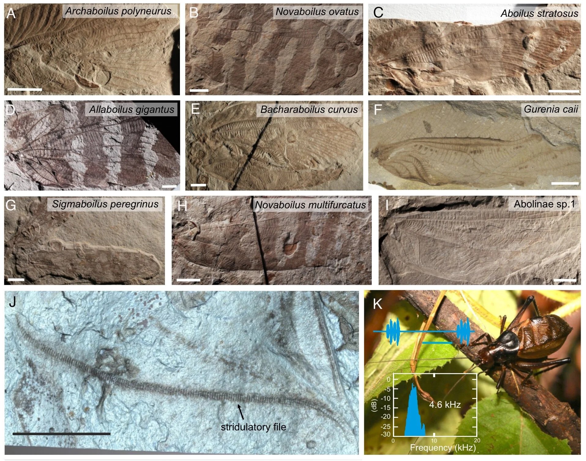 alas fosilizadas de las nueve especies de insectos jurásicos analizadas