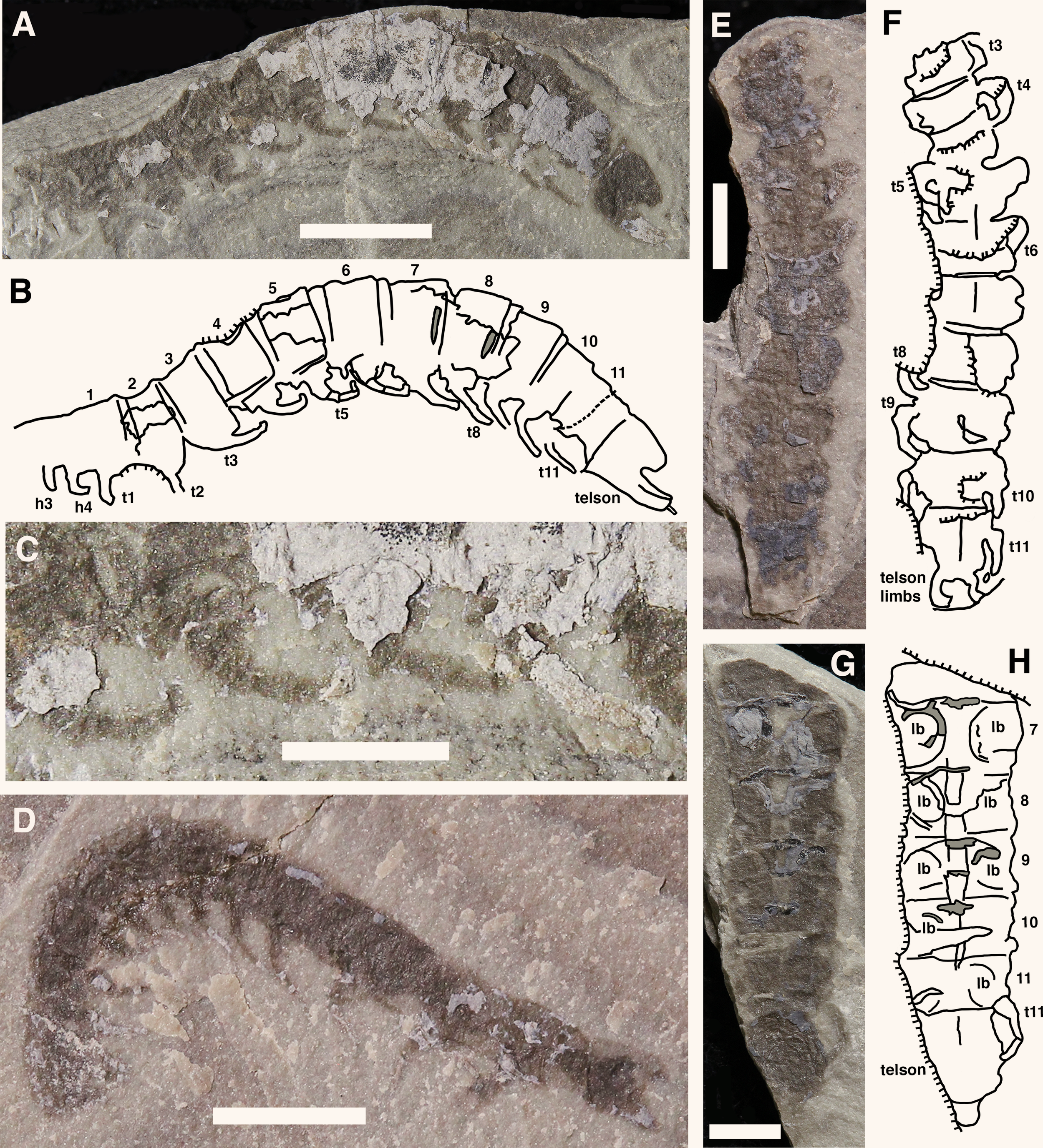 Distintos ejemplares fósiles de Waukartus muscularis conservados en el yacimiento silúrico de Waukesha, en Wisconsin.