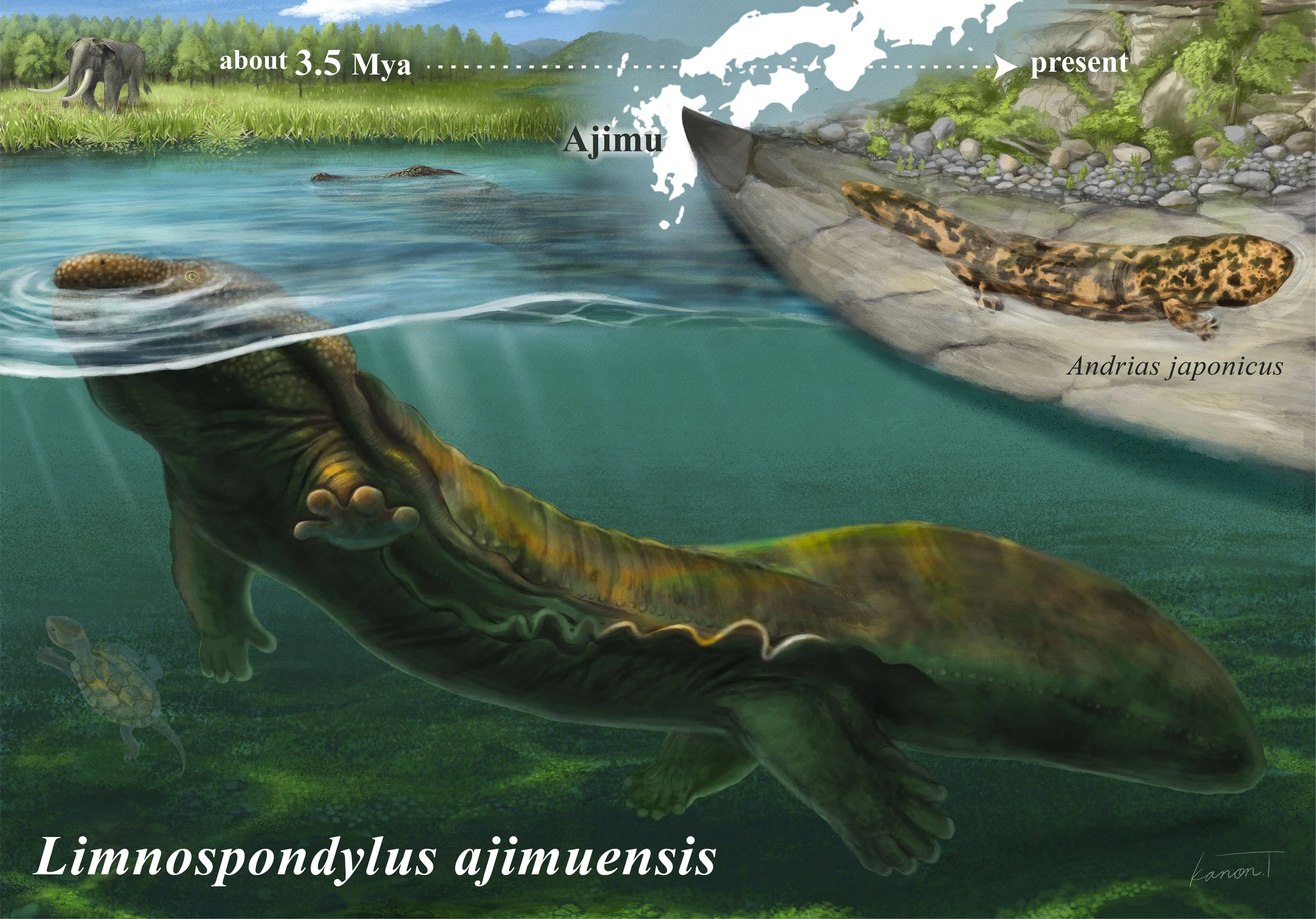 Reconstrucción de Limnospondylus ajimuensis, la salamandra gigante que habitó los lagos y humedales de Ajimu hace 3,5 millones de años.