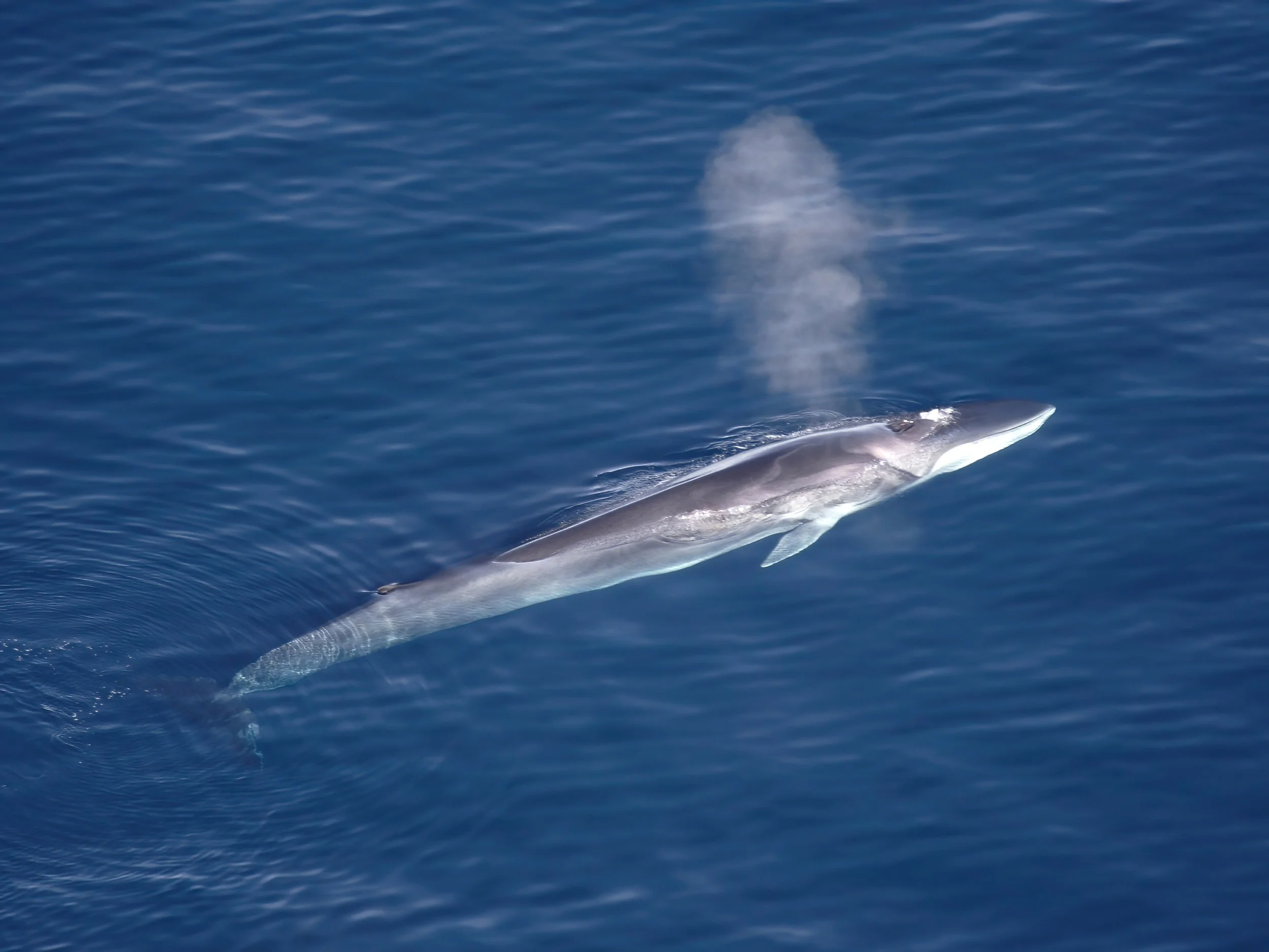 Un rorcual común emerge para respirar. Este veloz cetáceo, el segundo animal más grande del planeta, también está recuperando lentamente las aguas del Atlántico sudoriental tras la devastación causada por la caza industrial.