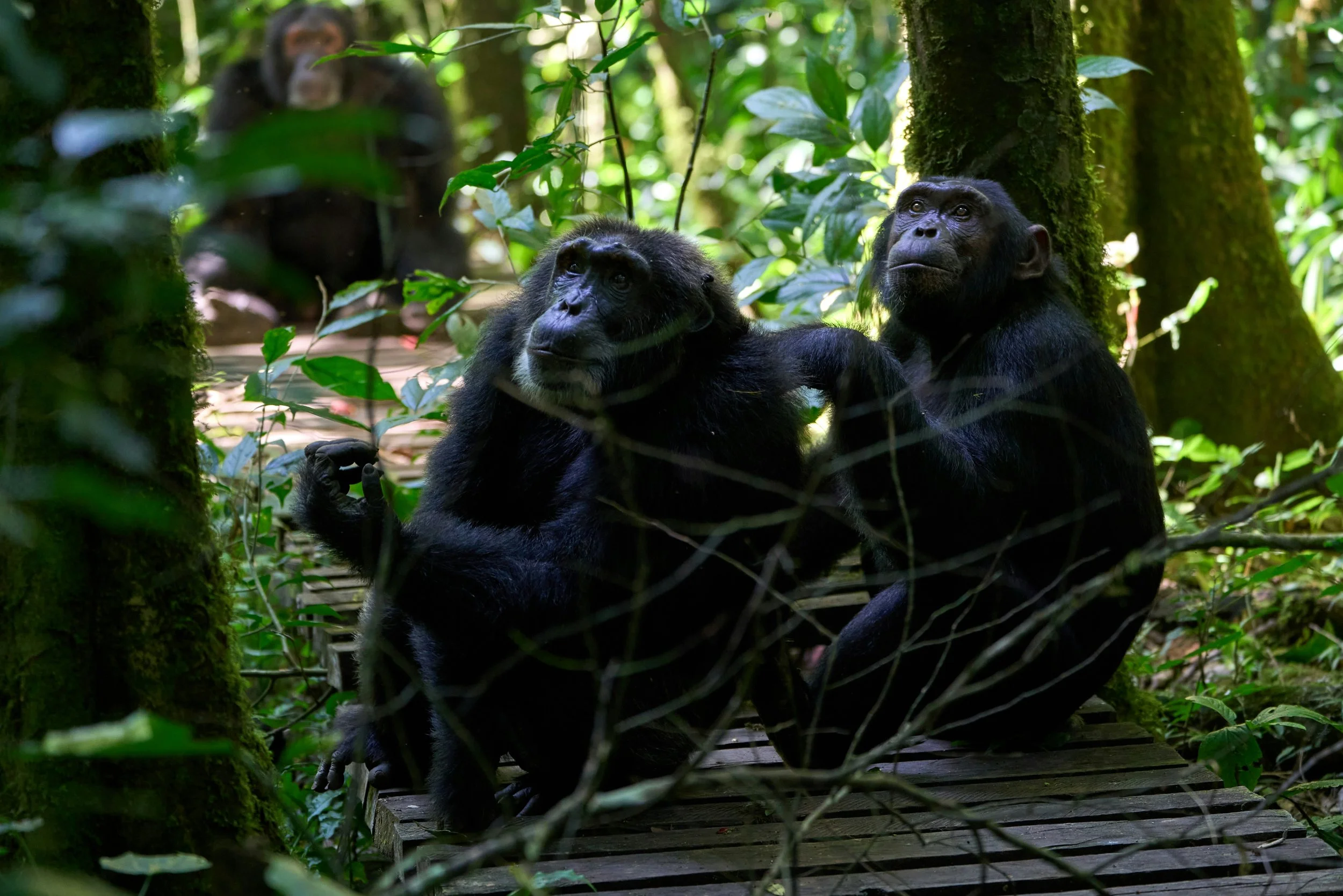 Los chimpancés y otros grandes simios poseen el perfil de empatía más parecido al humano. Son capaces de consolar a otros individuos, cooperar y comprender relaciones sociales complejas dentro del grupo.
