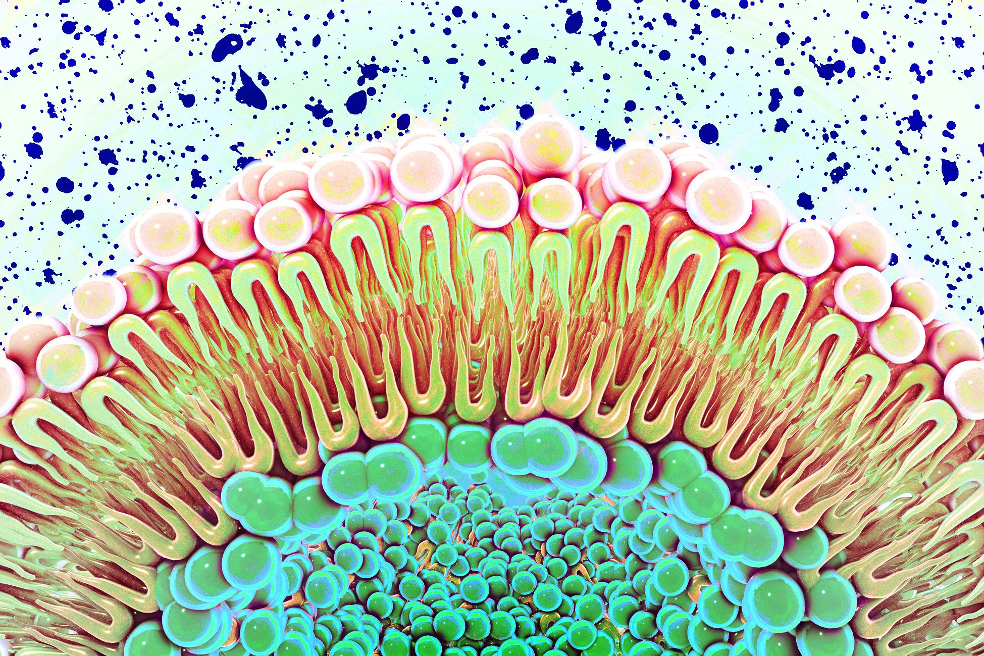 Recreación de una membrana celular que ilustra cómo su composición puede alterar la actividad del receptor EGFR, clave en la proliferación celular y frecuentemente sobreactivado en el cáncer.
