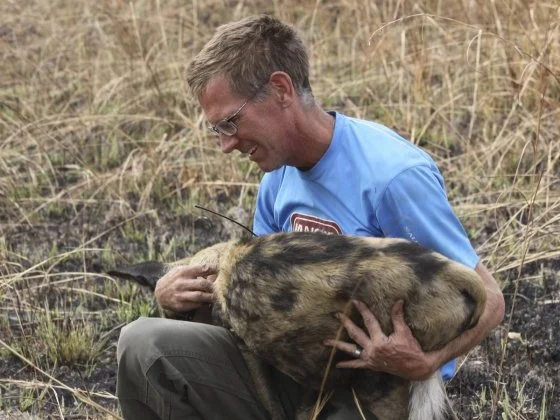 El ecólogo Scott Creel, de la Universidad Estatal de Montana, sostiene un perro salvaje africano durante uno de sus trabajos de campo en Zambia.