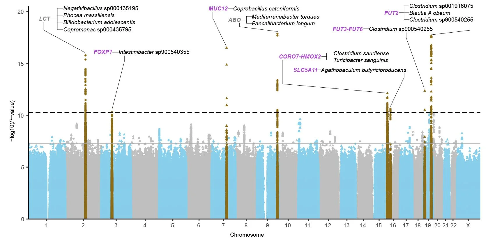El gráfico muestra las asociaciones entre variantes genéticas humanas y 921 especies bacterianas del intestino en más de 16.000 participantes suecos.