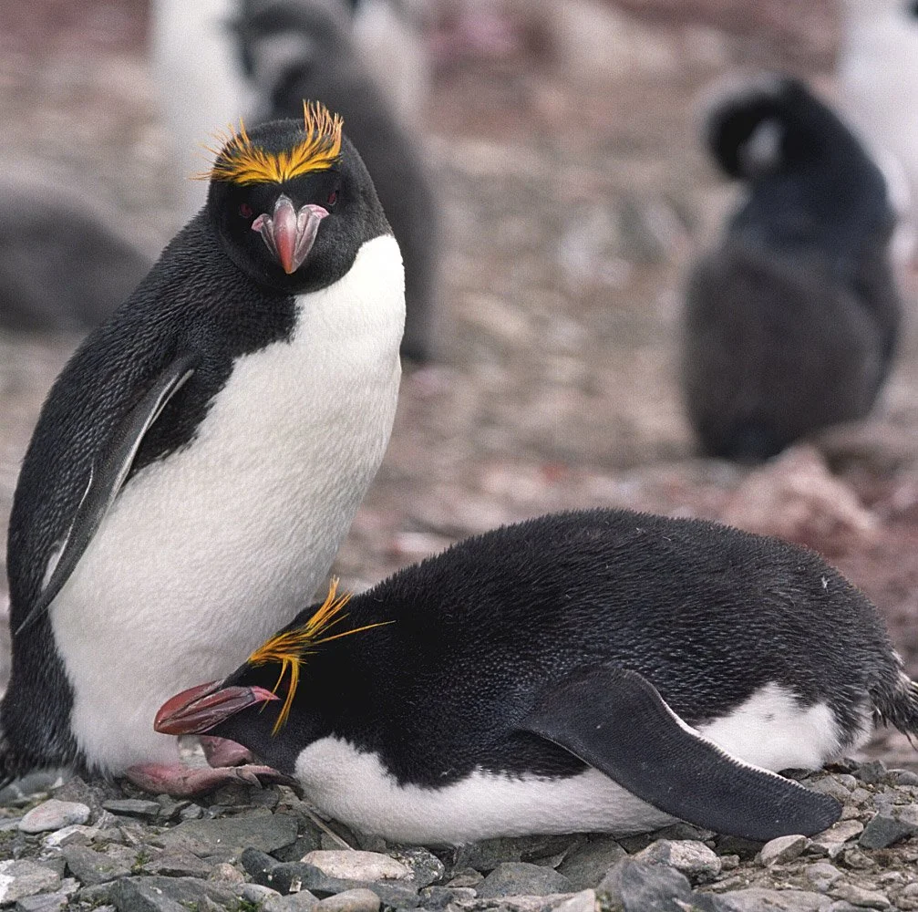 Los pingüinos macaroni (Eudyptes chrysolophus) tienen una dieta más variada que los de barbijo, lo que les permite recurrir a otras presas cuando escasea el kril.