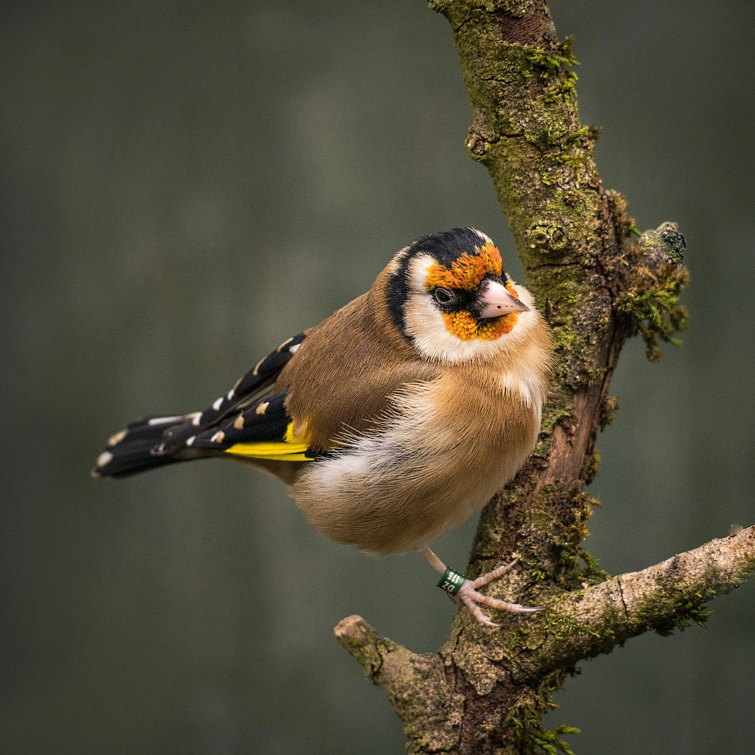 El jilguero europeo (Carduelis carduelis) es una de las aves paseriformes más conocidas por su canto melodioso y variado.