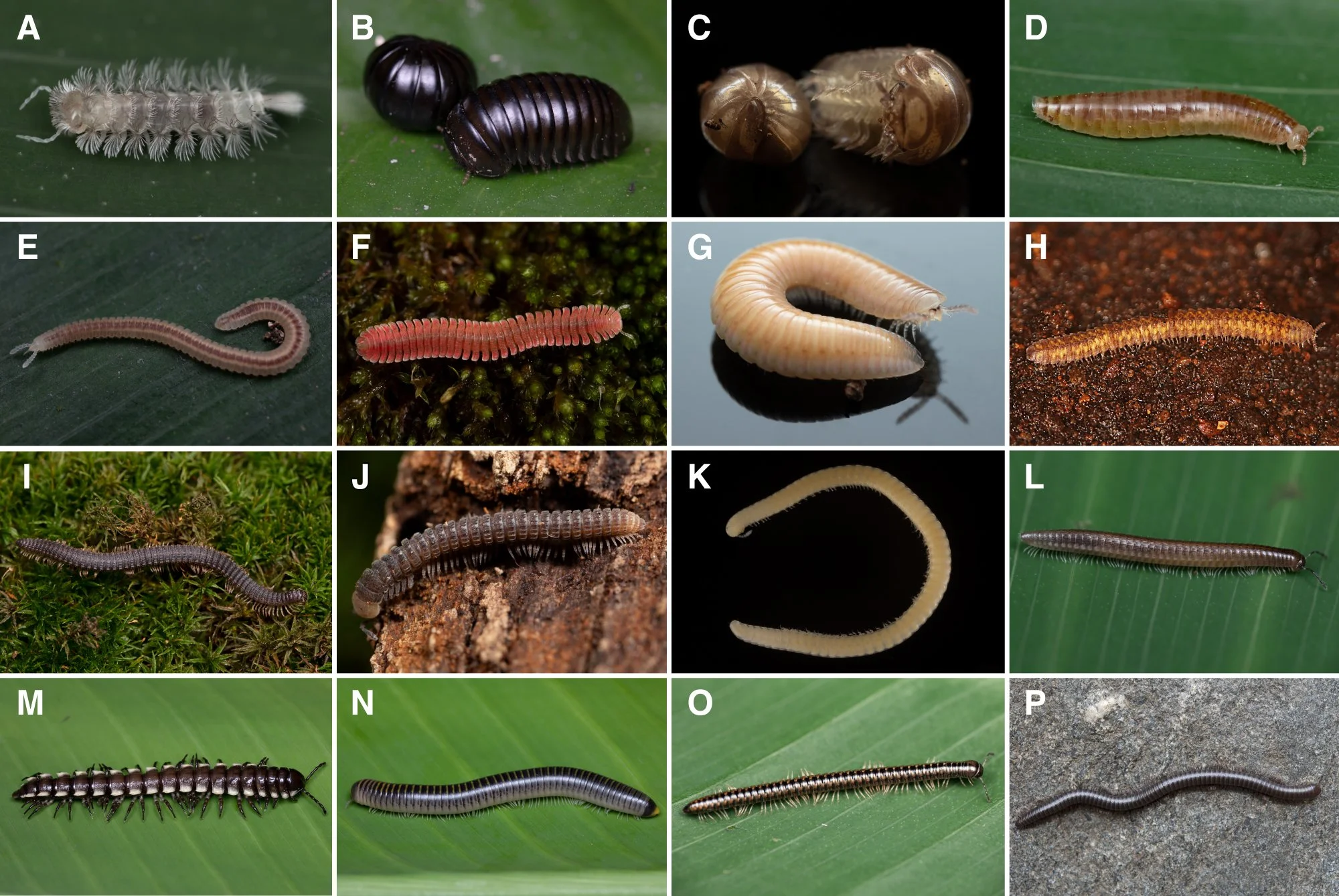 La extraordinaria diversidad de formas corporales de los milpiés actuales refleja una historia evolutiva que se remonta a casi 460 millones de años.