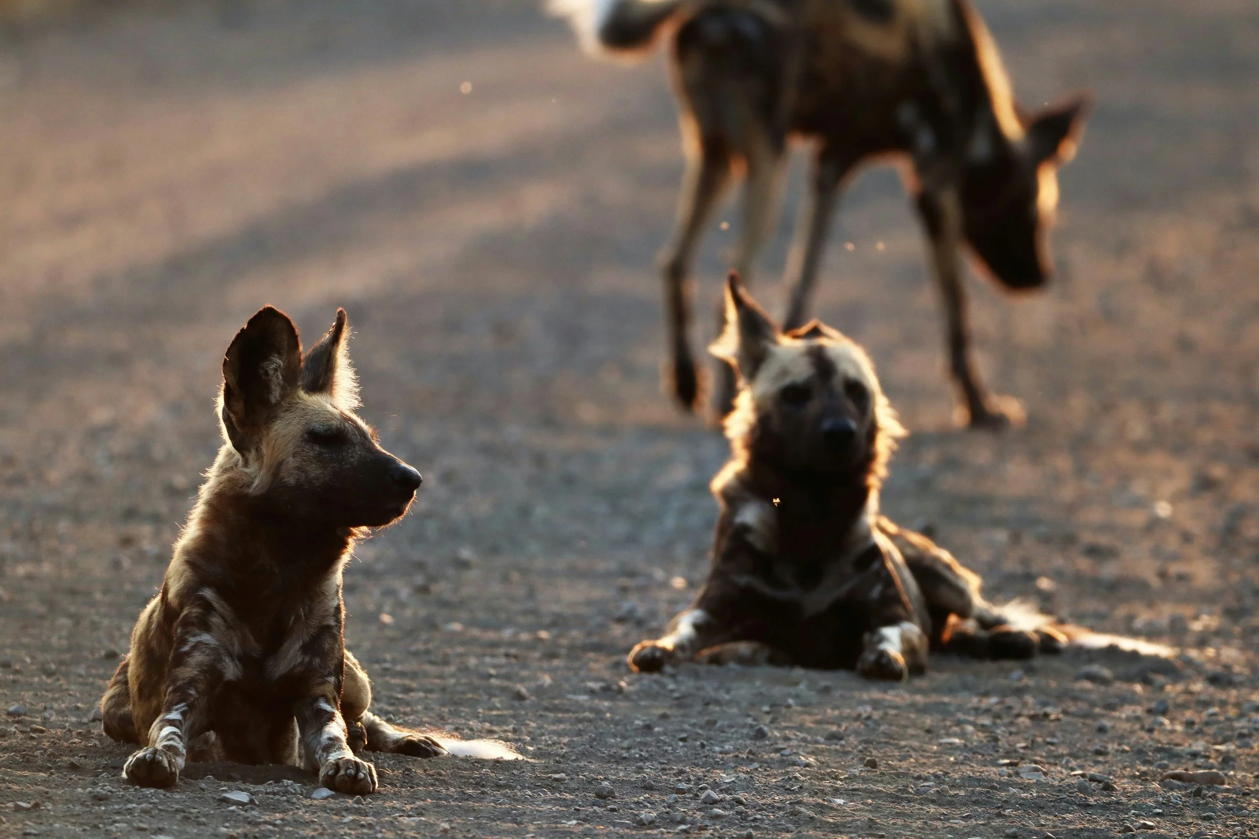 Un grupo de perros salvajes africanos descansa al atardecer. Sus fuertes vínculos sociales y su extraordinaria capacidad para recorrer grandes distancias les permiten sobrevivir y buscar pareja en paisajes cada vez más fragmentados.