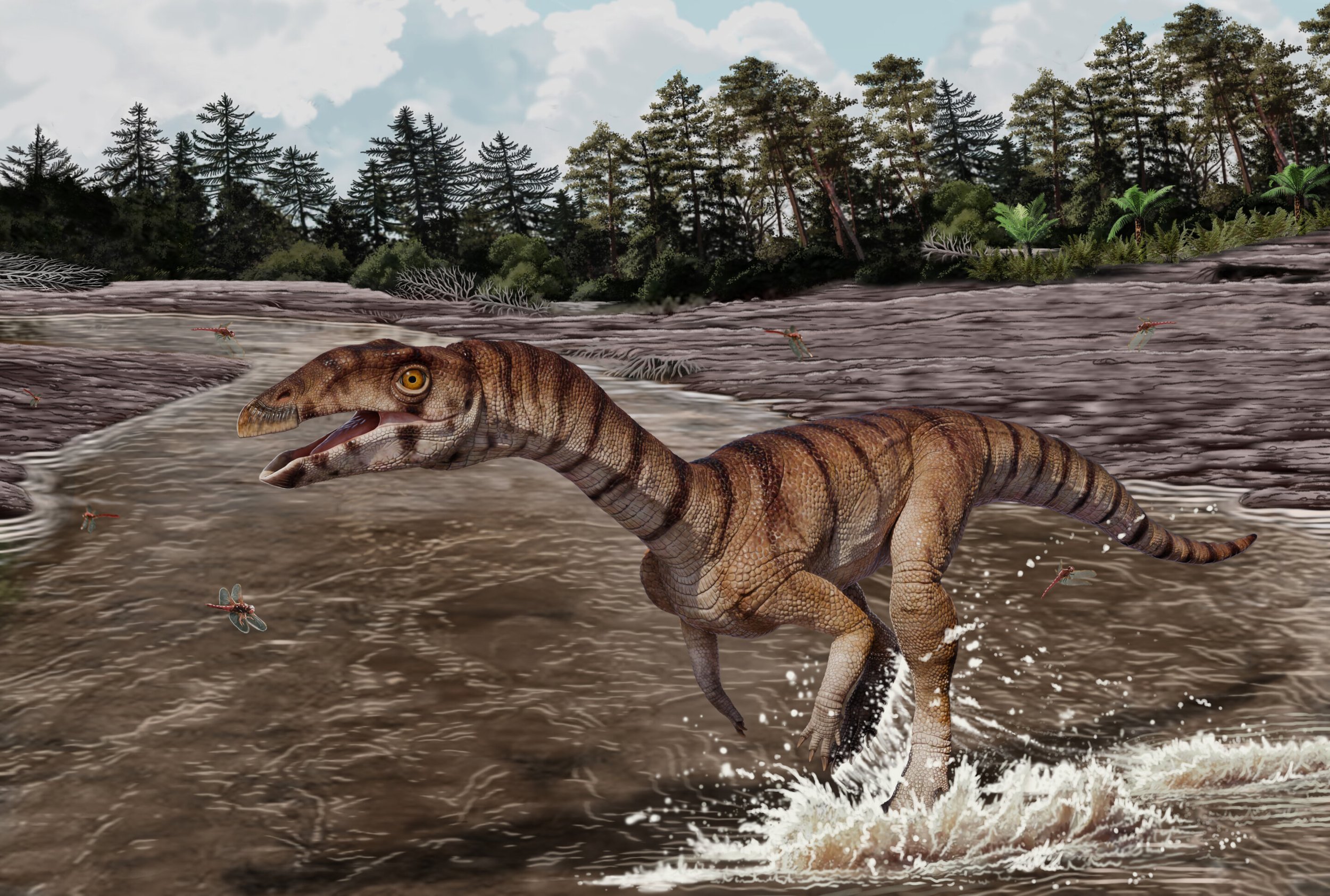 Reconstrucción de Labrujasuchus expectatus, un extraño reptil bípedo del Triásico tardío hallado en Arizona y emparentado con los cocodrilos.