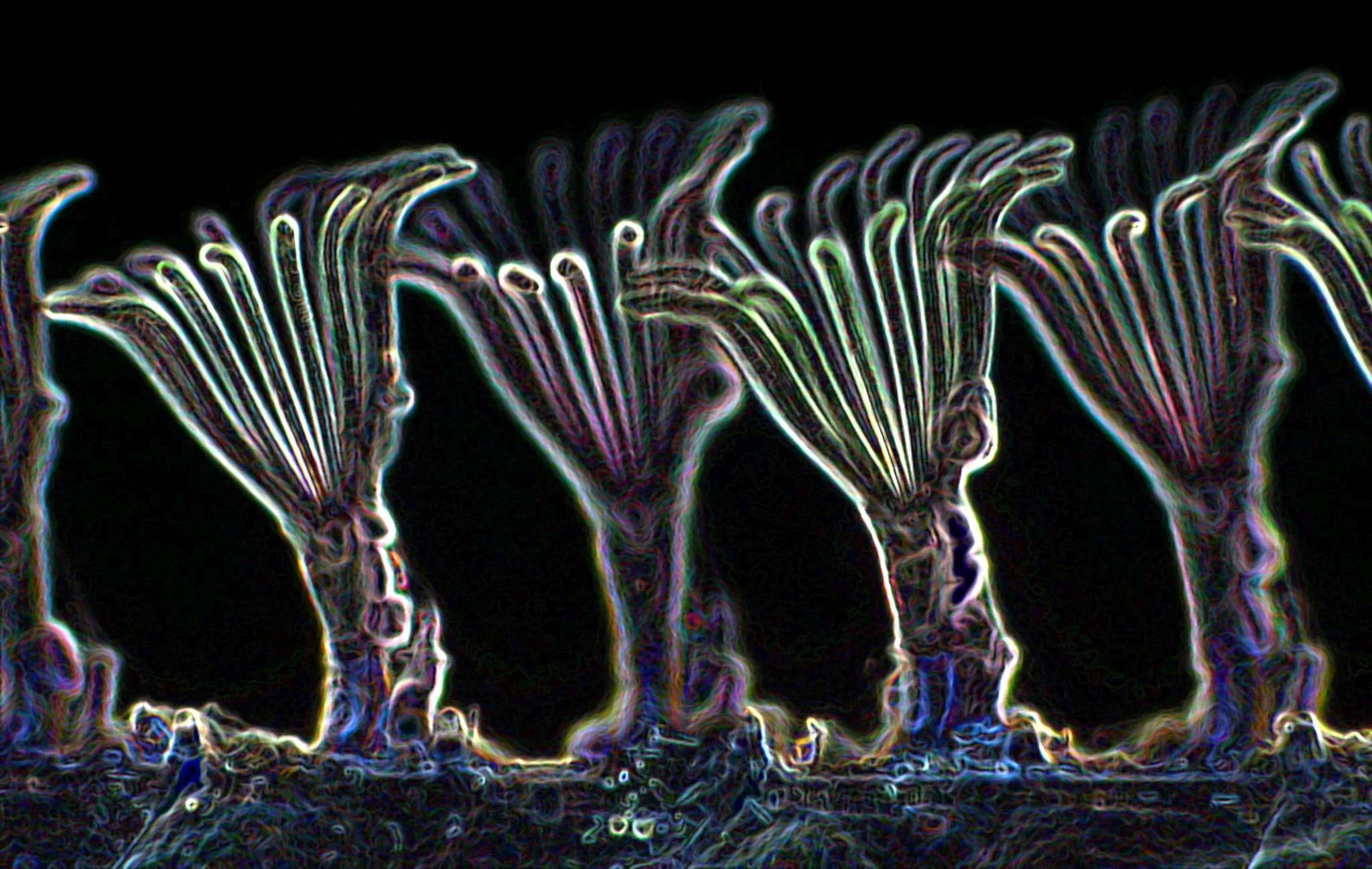La colonia de Membranipora, un briozoo moderno que crece sobre algas marinas y kelps, ofrece una valiosa ventana al pasado evolutivo de este grupo.