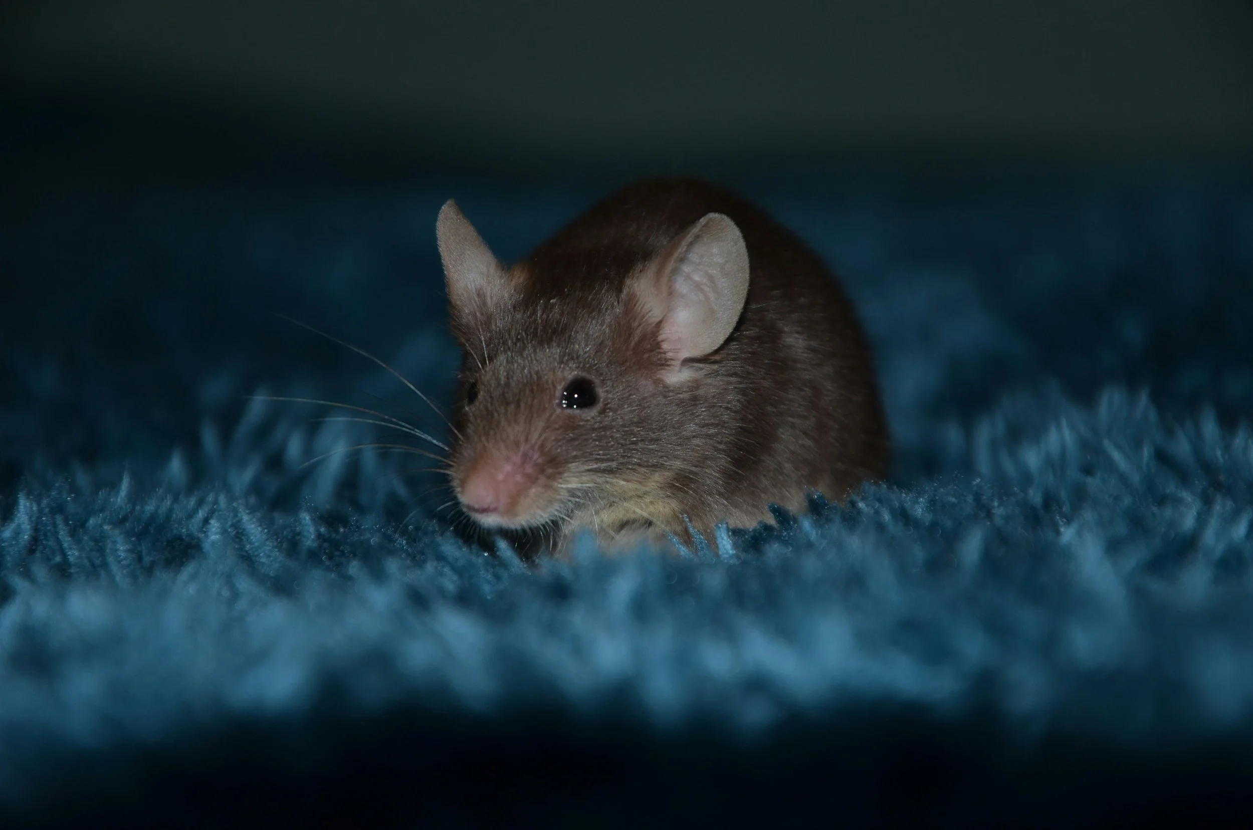 Los experimentos se realizaron en ratones, animales nocturnos cuya actividad aumenta durante la fase de oscuridad. Los investigadores identificaron en su cerebro neuronas que acumulan la presión del sueño mientras permanecen despiertos.