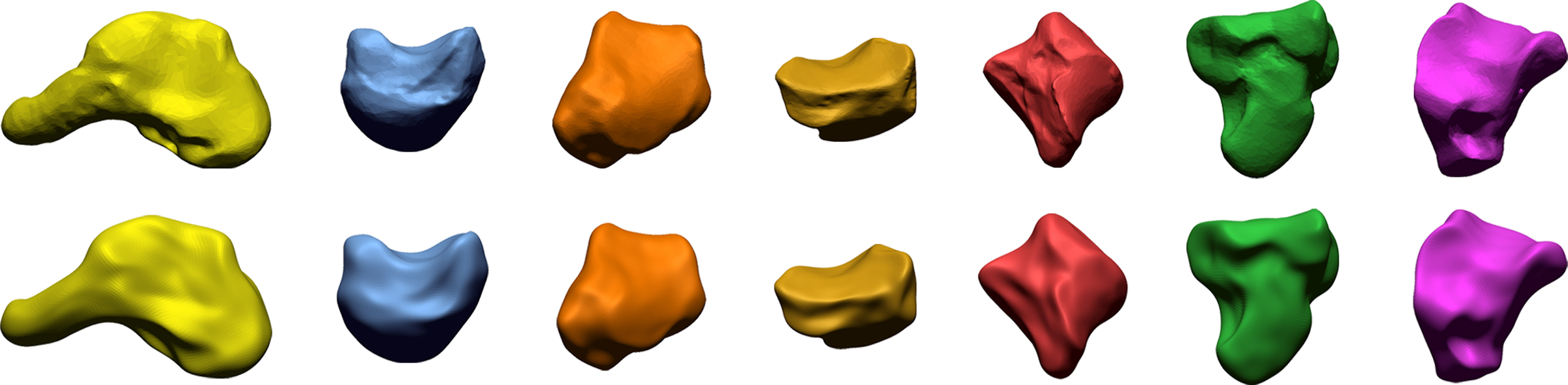 Reconstrucción digital mediante la técnica SPHARM de varios huesos de la muñeca en seres humanos, grandes simios y monos.