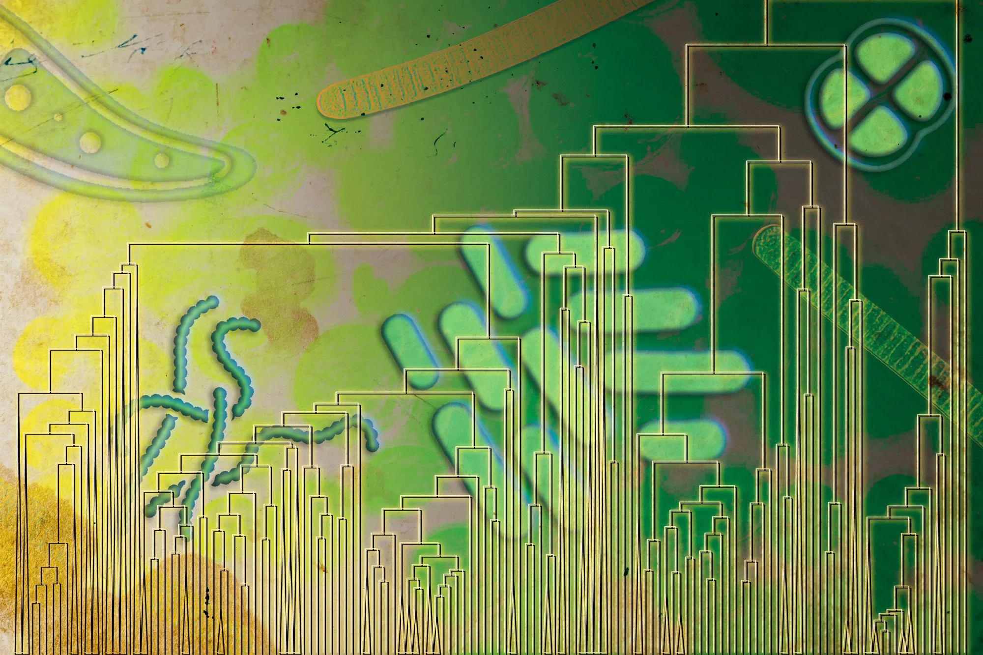 La reconstrucción del árbol evolutivo basada en miles de especies modernas sugiere que, poco después de que las cianobacterias empezaran a producir oxígeno, otros organismos desarrollaron la enzima necesaria para utilizarlo.