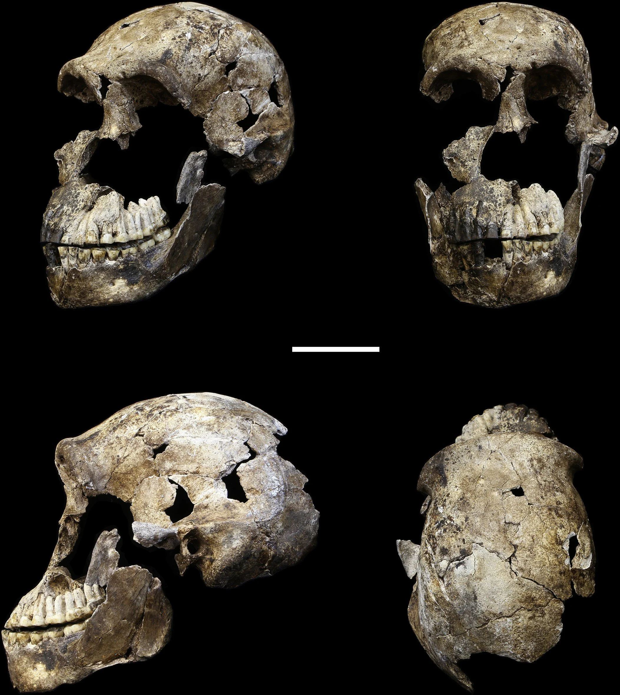 Cráneo LES1 de Homo naledi, descubierto en la cámara Lesedi del sistema de cuevas de Rising Star (Sudáfrica).