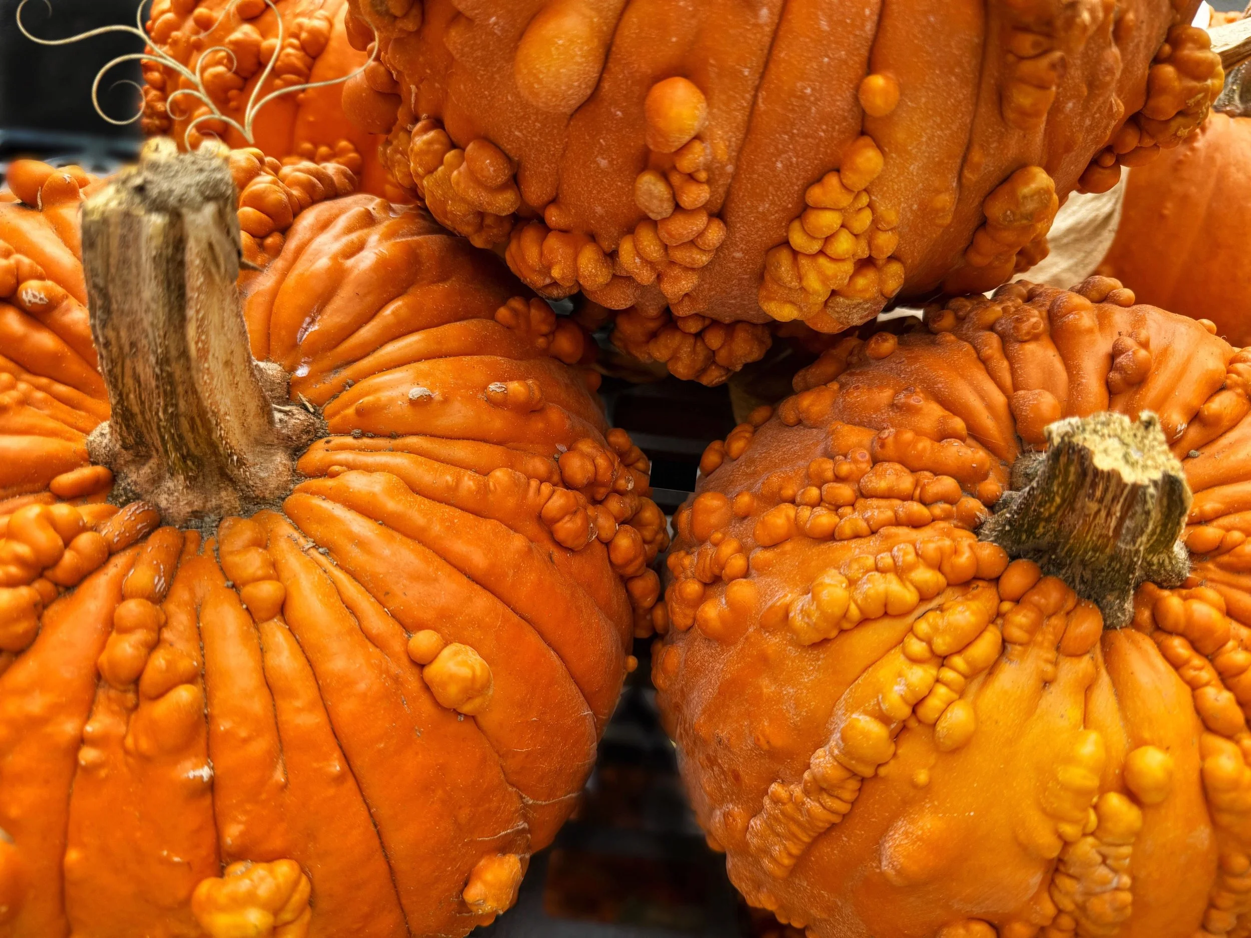 La piel, las semillas y los filamentos interiores de la calabaza cacahuete contienen conjuntamente hasta 4,6 veces más fibra que su pulpa.