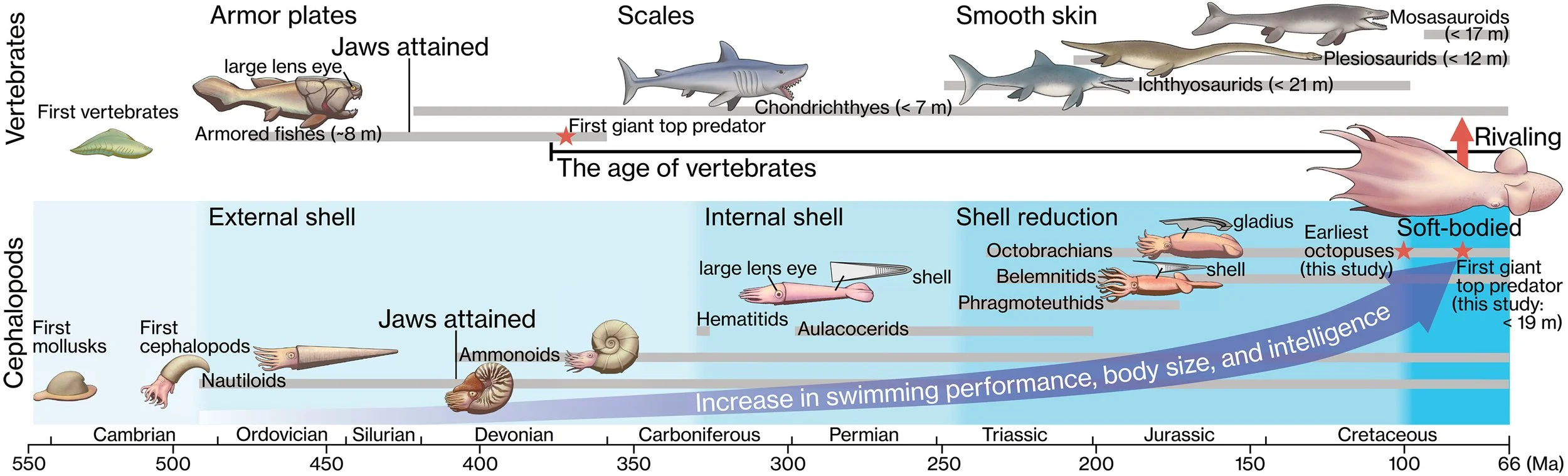 Evolución convergente de los grandes depredadores marinos entre el Paleozoico y el Mesozoico.