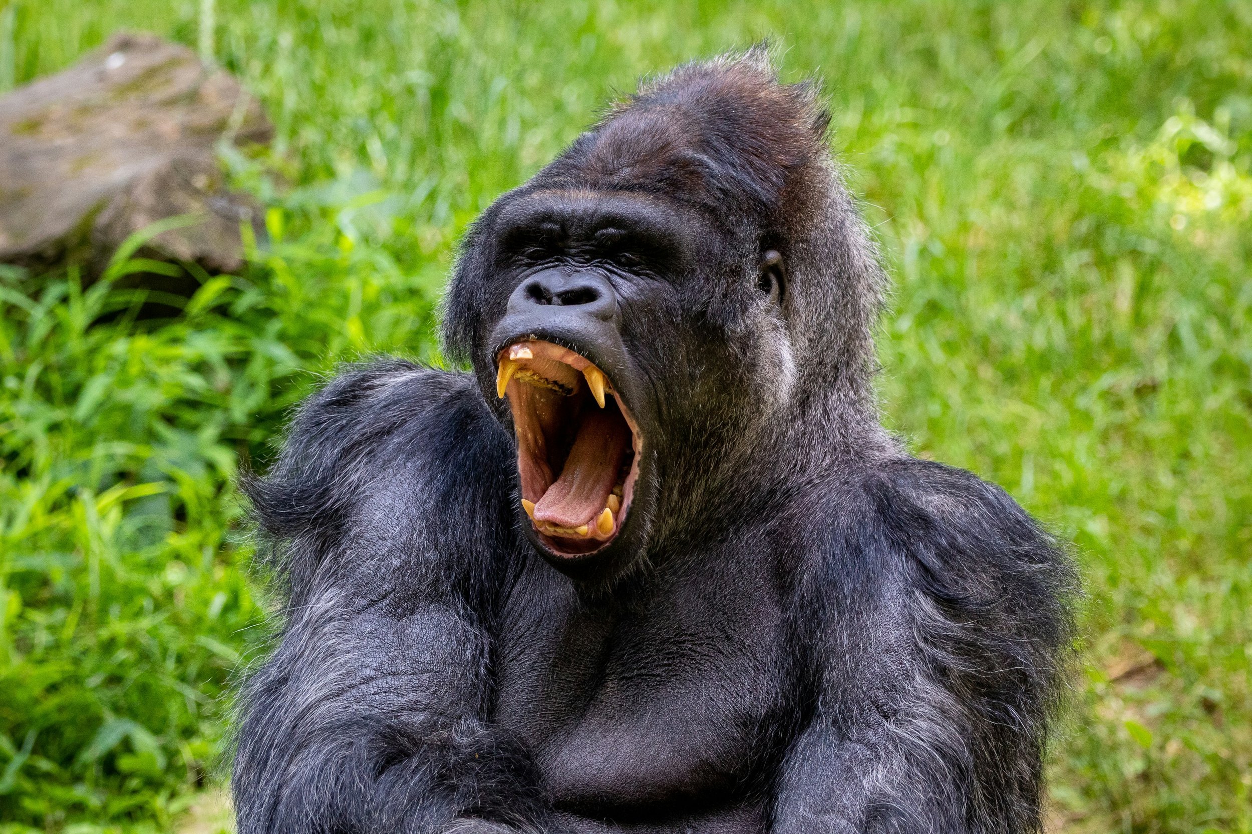 Los gorilas forman parte de la familia de los grandes simios y comparten con humanos, chimpancés y bonobos un antepasado remoto.