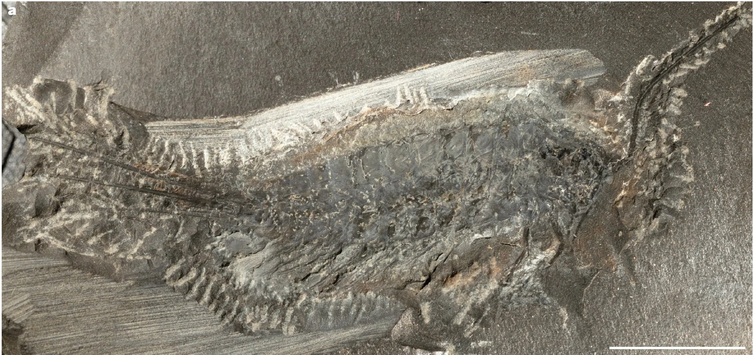 Fósil de Chosha praecursor, un insecto anfibio de hace 324 millones de años cuya anatomía combinaba apéndices heredados de sus antepasados crustáceos acuáticos con las seis patas características de los insectos terrestres.
