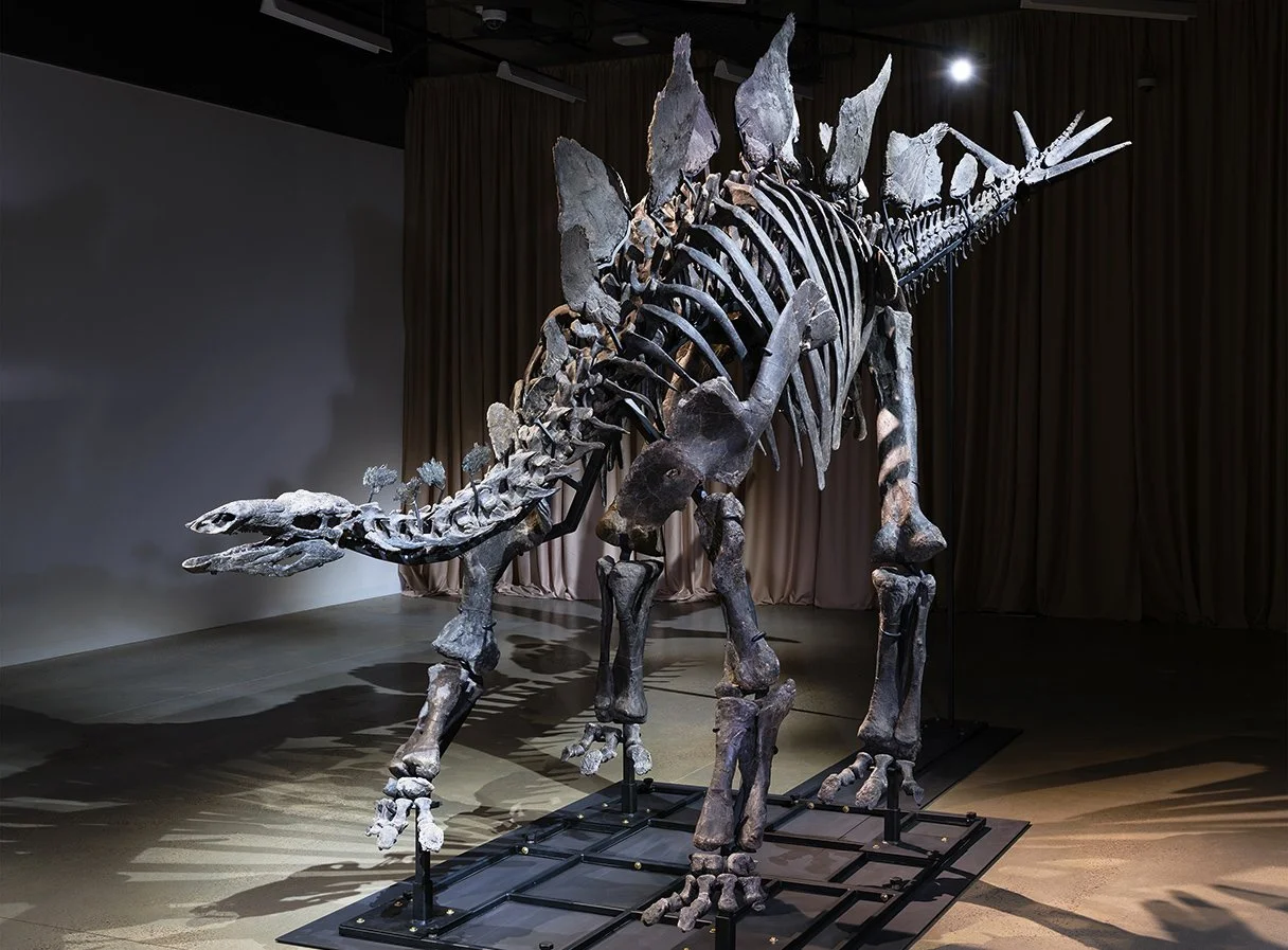Apex, uno de los esqueletos de Stegosaurus más completos jamás descubiertos, conserva cerca del 80 % de sus huesos originales.