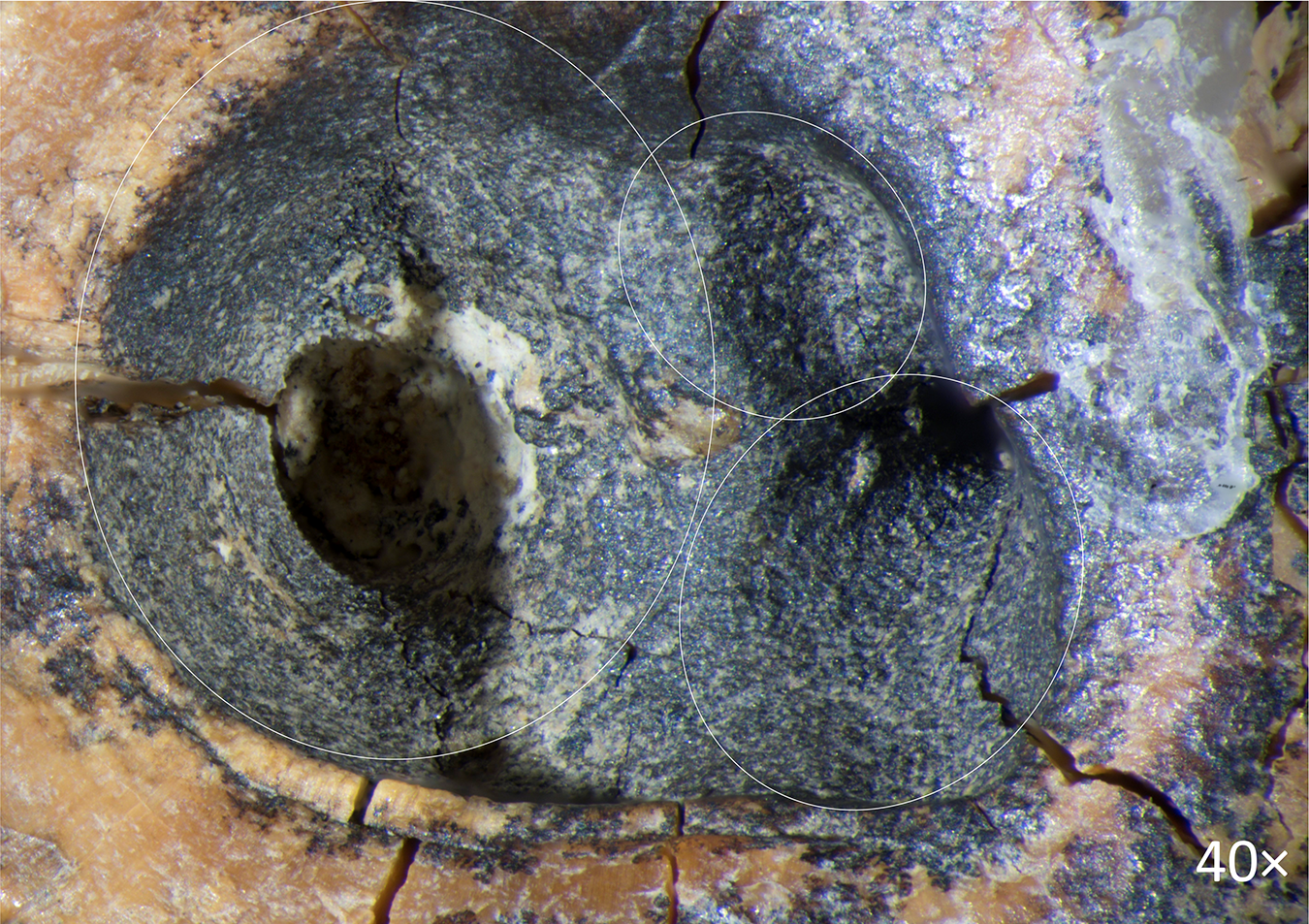 Macrofotografía de la superficie masticatoria del molar neandertal Chagyrskaya 64. Los investigadores identificaron tres cavidades superpuestas y microhuellas compatibles con movimientos de perforación realizados con herramientas de piedra.