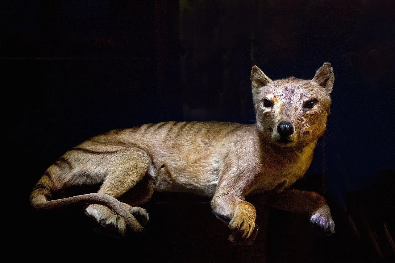 Ejemplar de tilacino conservado en el Museo de Historia Natural de Viena.