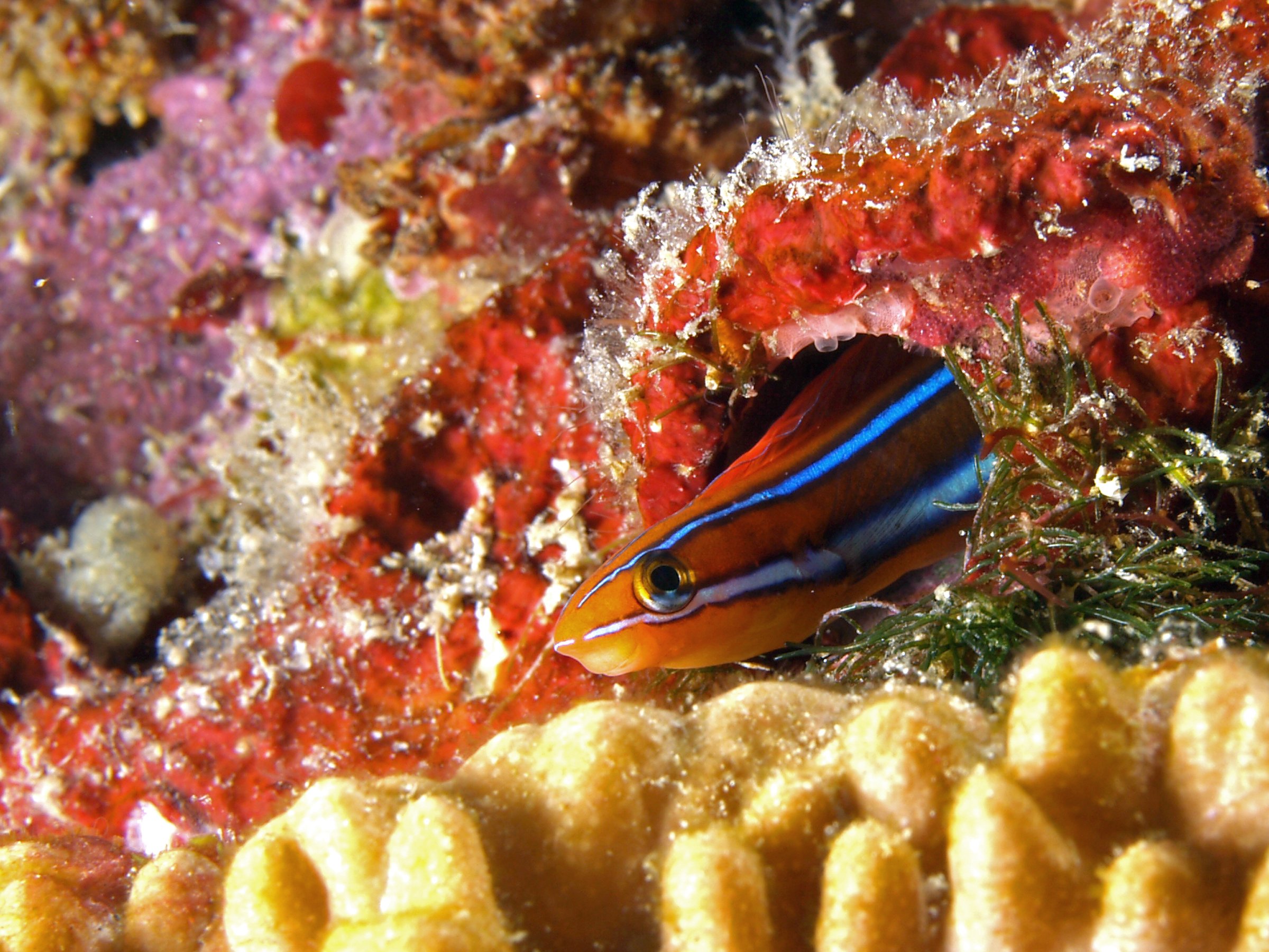 Este blénido de dientes de sable (Plagiotremus rhinorhynchos) utiliza una sofisticada estrategia de engaño: imita el aspecto y el comportamiento de los peces limpiadores para acercarse a otras especies desprevenidas