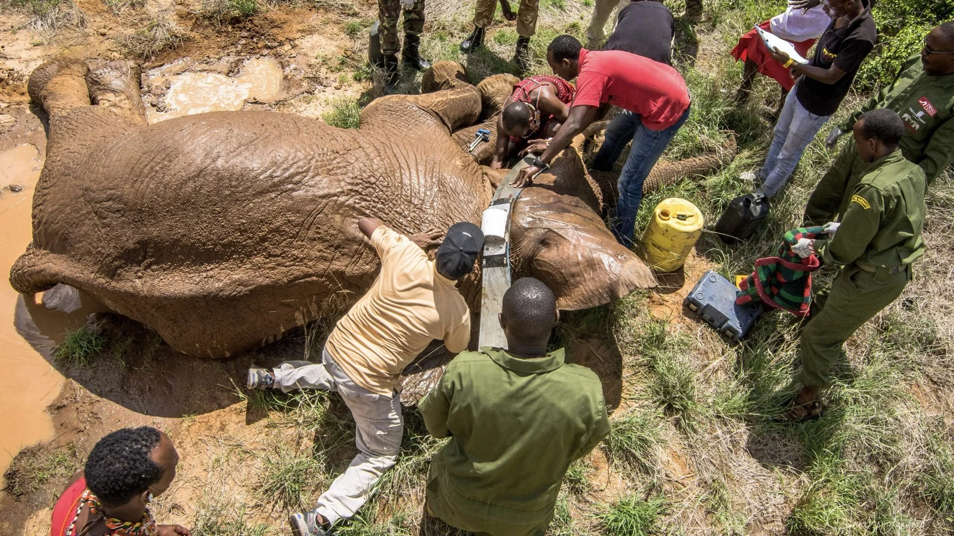 Asociaciones como Save the Elephants ayudan a identificar elefantes y rastrear sus movimientos con collares conectados a satelitales.