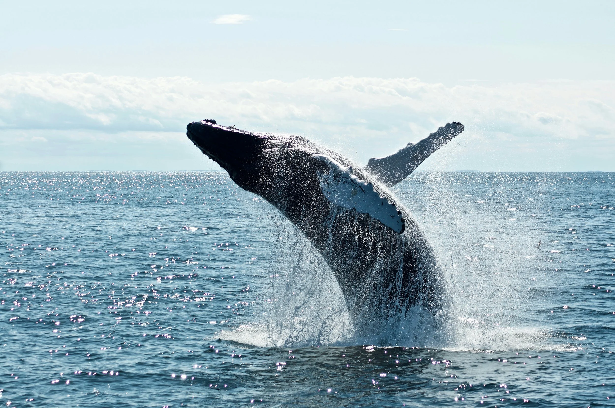 Una ballena jorobada emerge frente a la costa australiana durante una de las migraciones más largas jamás documentadas entre dos zonas de reproducción separadas por océanos distintos.