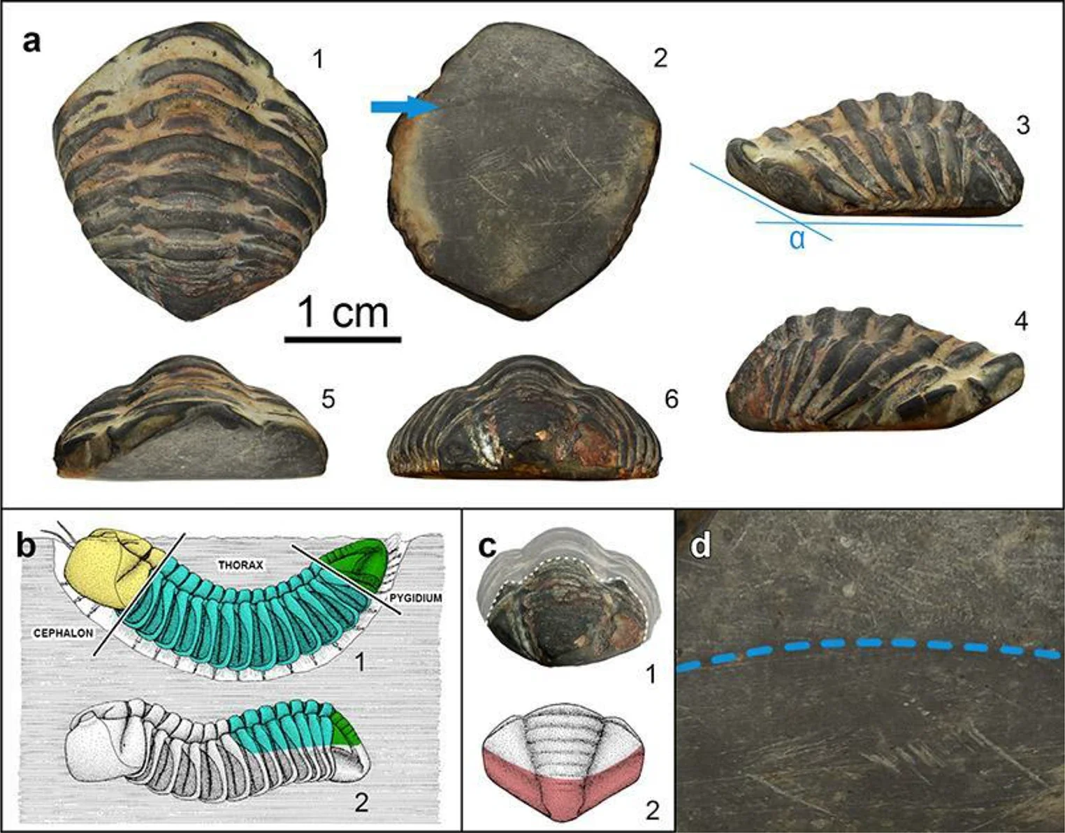 Fotografías e interpretación del trilobites del genero Colpocoryphe, del Ordovícico, encontrado en el asentamiento romano de A Cibdá de Arme