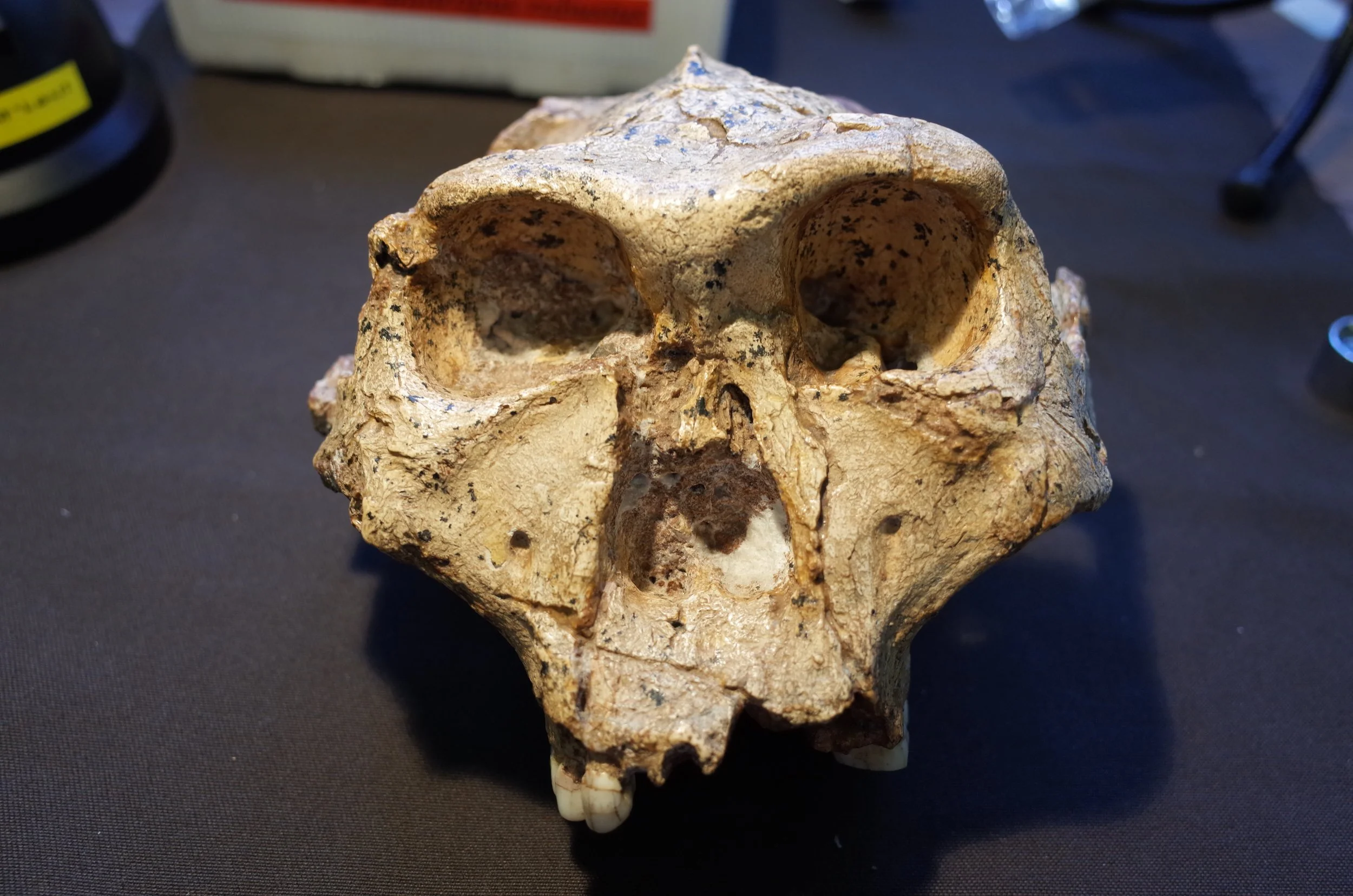 El cráneo fósil SK 48, atribuido a Paranthropus robustus, muestra la poderosa arquitectura facial y masticatoria característica de este linaje.