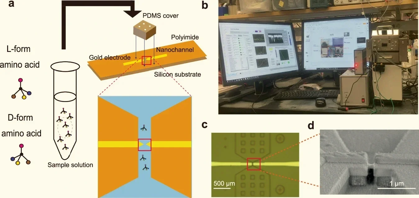 Del esquema al laboratorio: cuando un aminoácido ocupa el diminuto espacio entre dos electrodos de oro, modifica la corriente eléctrica y genera una señal que puede ayudar a distinguir sus formas L y D.
