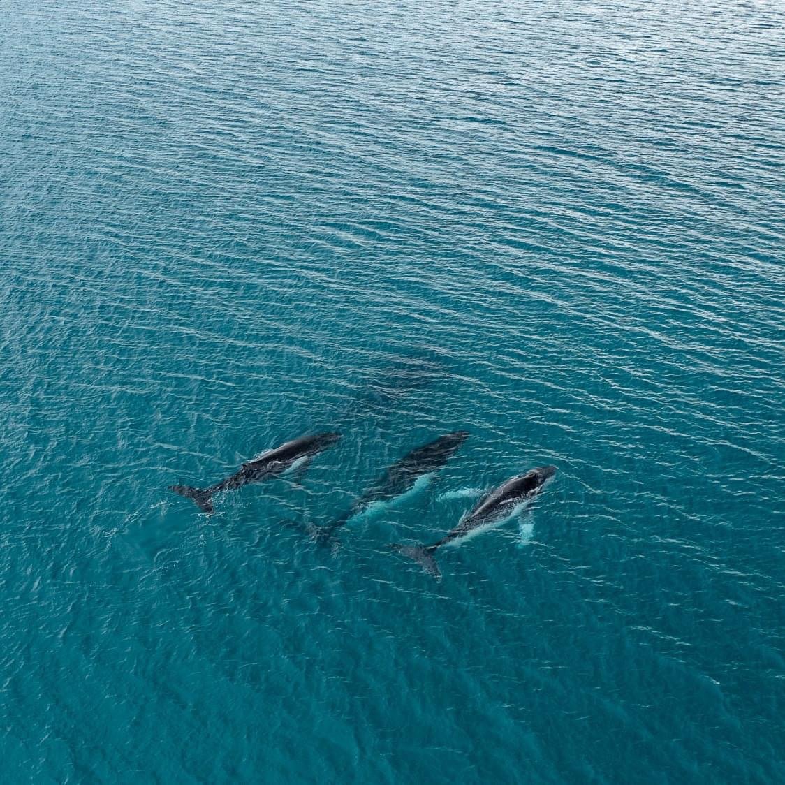 Investigadores han documentado por primera vez ballenas jorobadas viajando entre Australia y Brasil, cruzando más de 14.000 kilómetros de océano abierto.