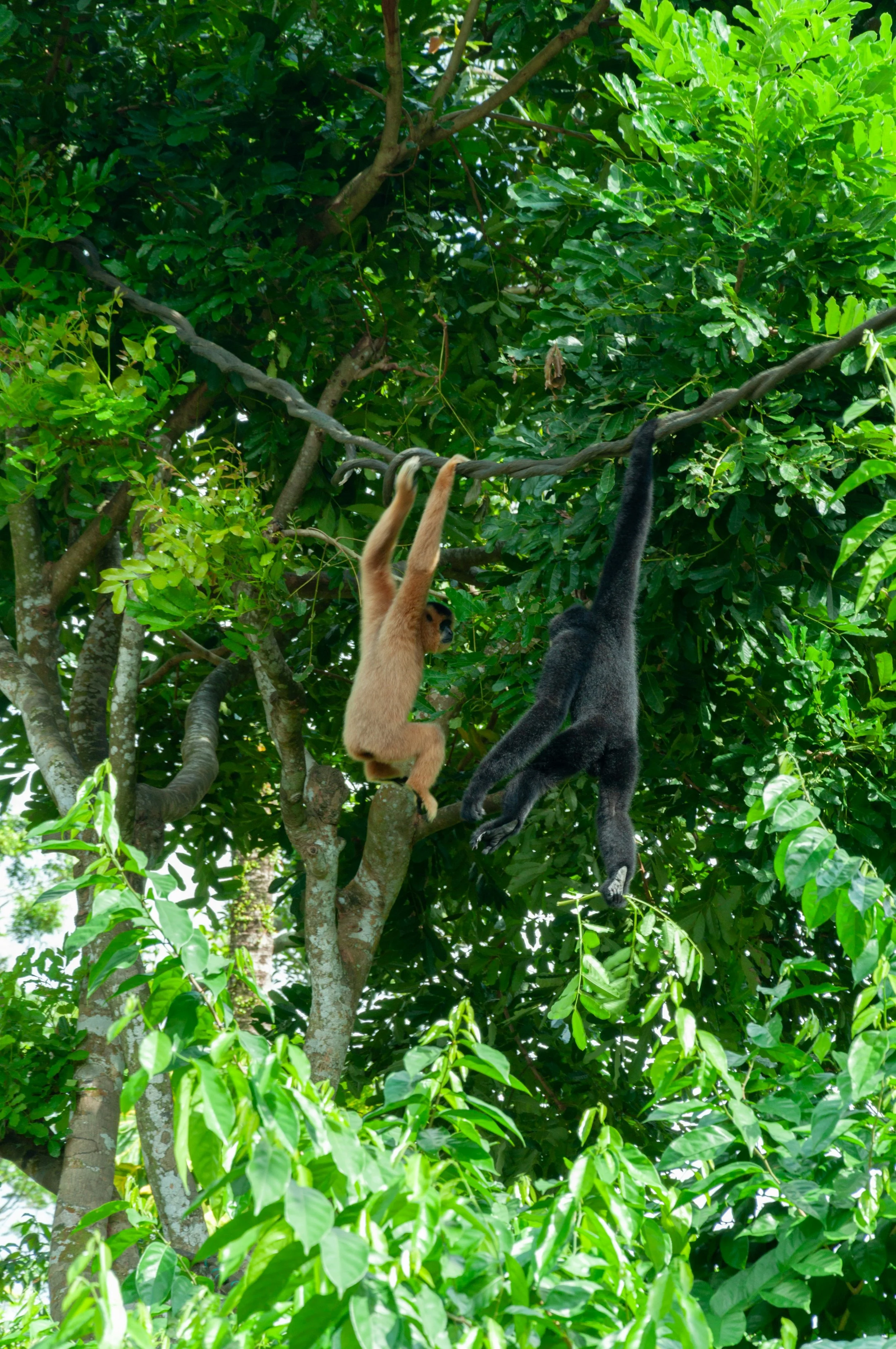Dos gibones se balancean entre las ramas: a diferencia de los humanos, los primates arborícolas muestran preferencias manuales menos definidas y más flexibles según la tarea.