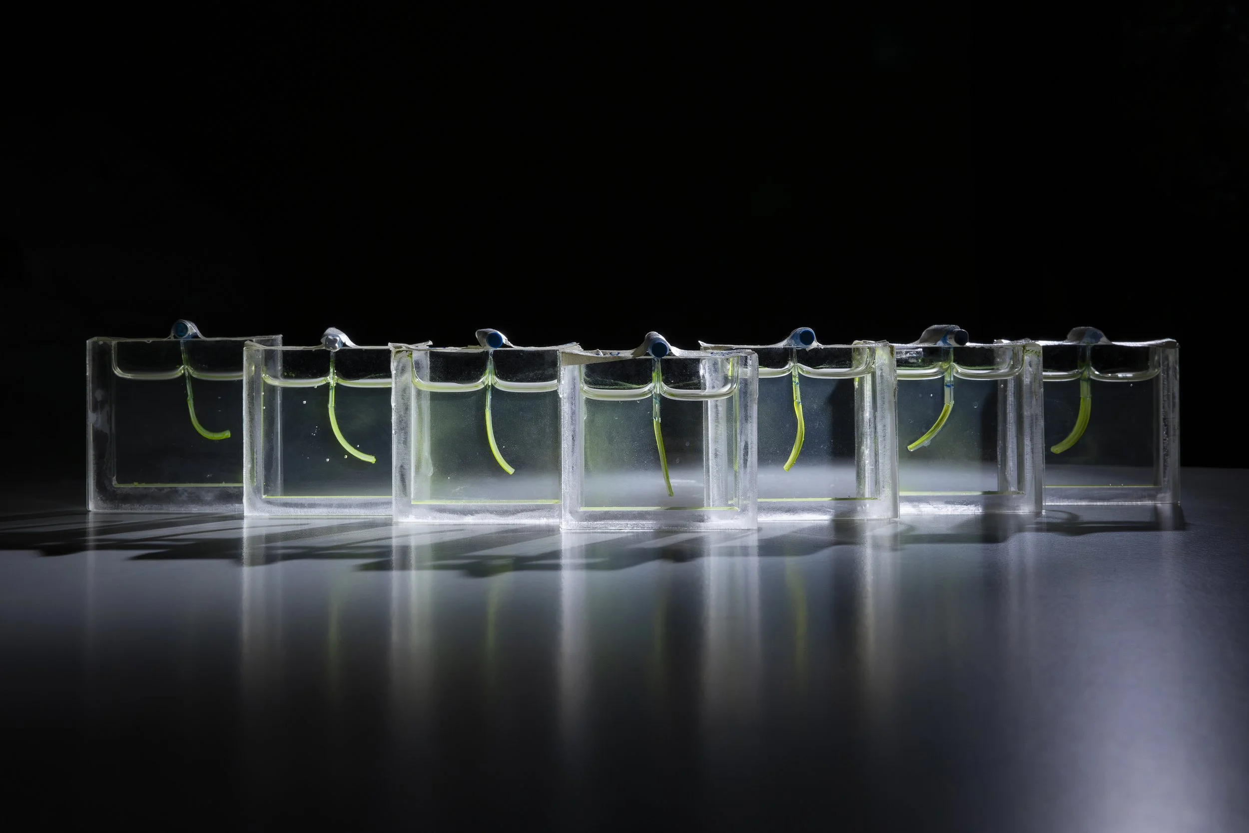 Varios brazos robóticos blandos desarrollados en la Universidad Tecnológica de Delft, sumergidos en pequeños acuarios diseñados para los experimentos. Las microalgas que recubren su superficie permiten que se curven en respuesta a la luz.