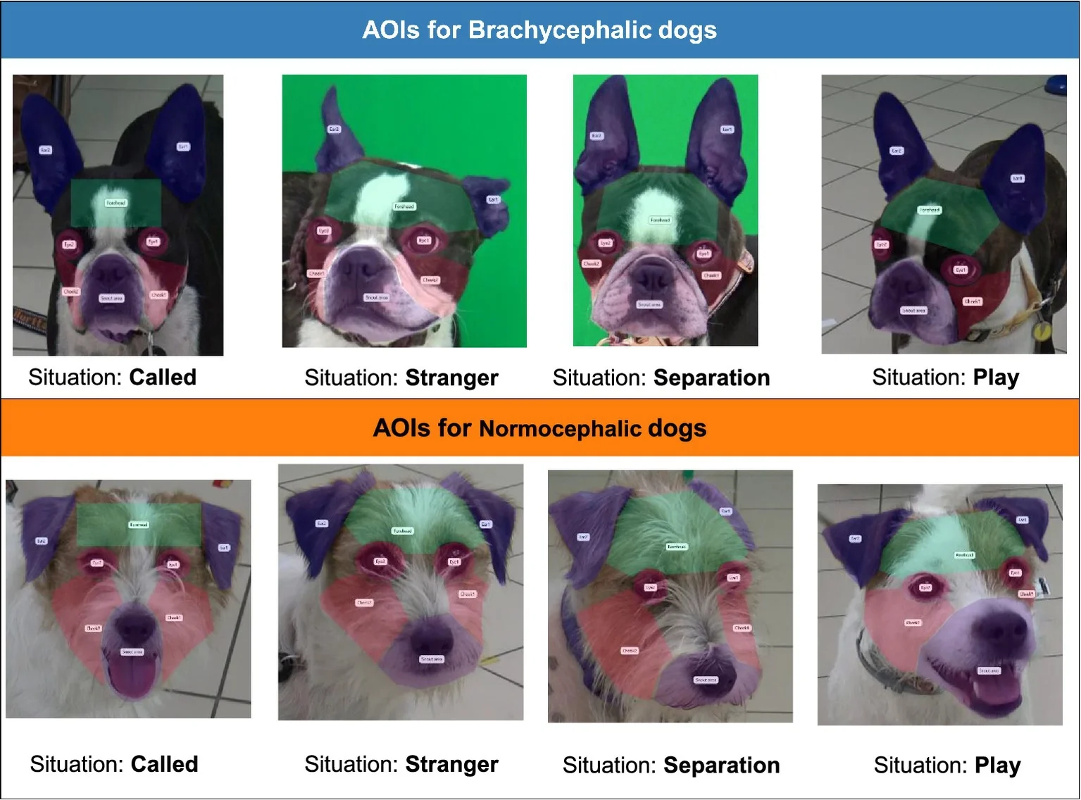 Las zonas coloreadas muestran las distintas áreas faciales analizadas por el sistema de seguimiento ocular en perros braquicéfalos y normocéfalos.