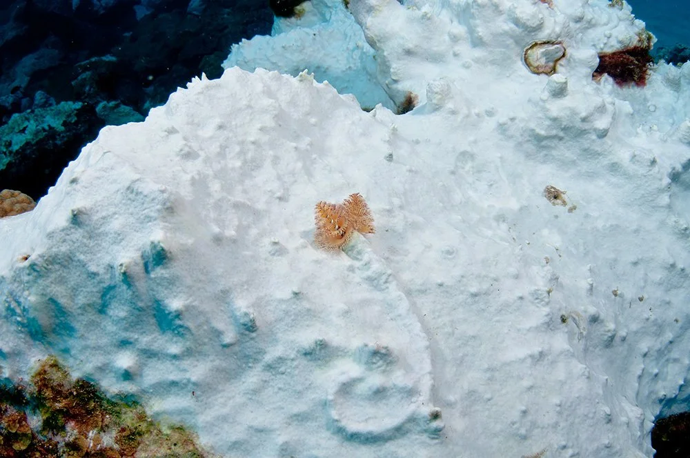 La blancura de este coral revela la pérdida de su coloración característica.