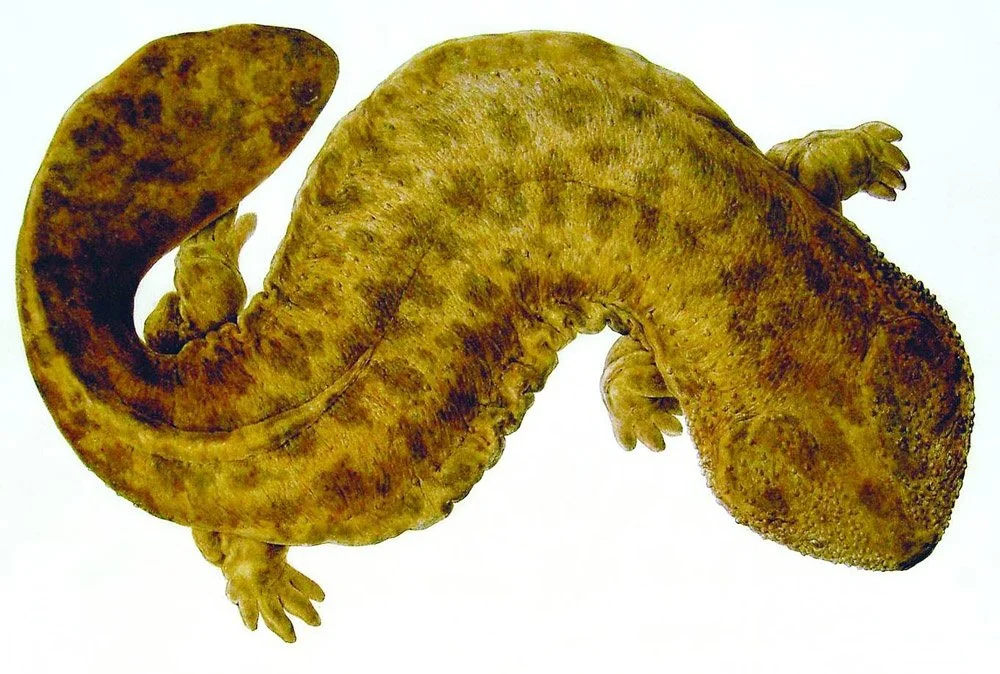 Salamandra gigante japonesa (Andrias japonicus).
