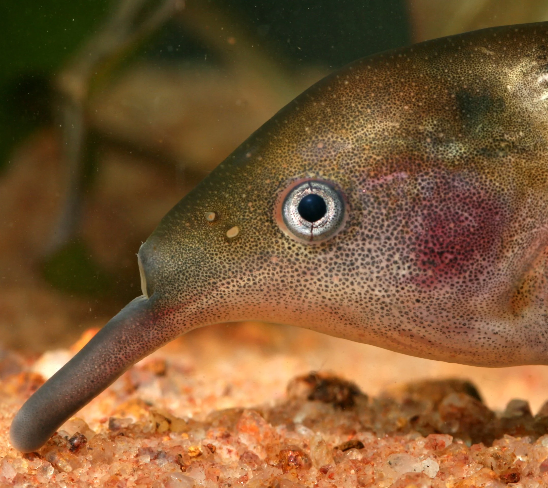 El pez elefante (Gnathonemus petersii) combina la visión con un sofisticado sentido eléctrico para explorar objetos, orientarse y localizar presas en aguas turbias.