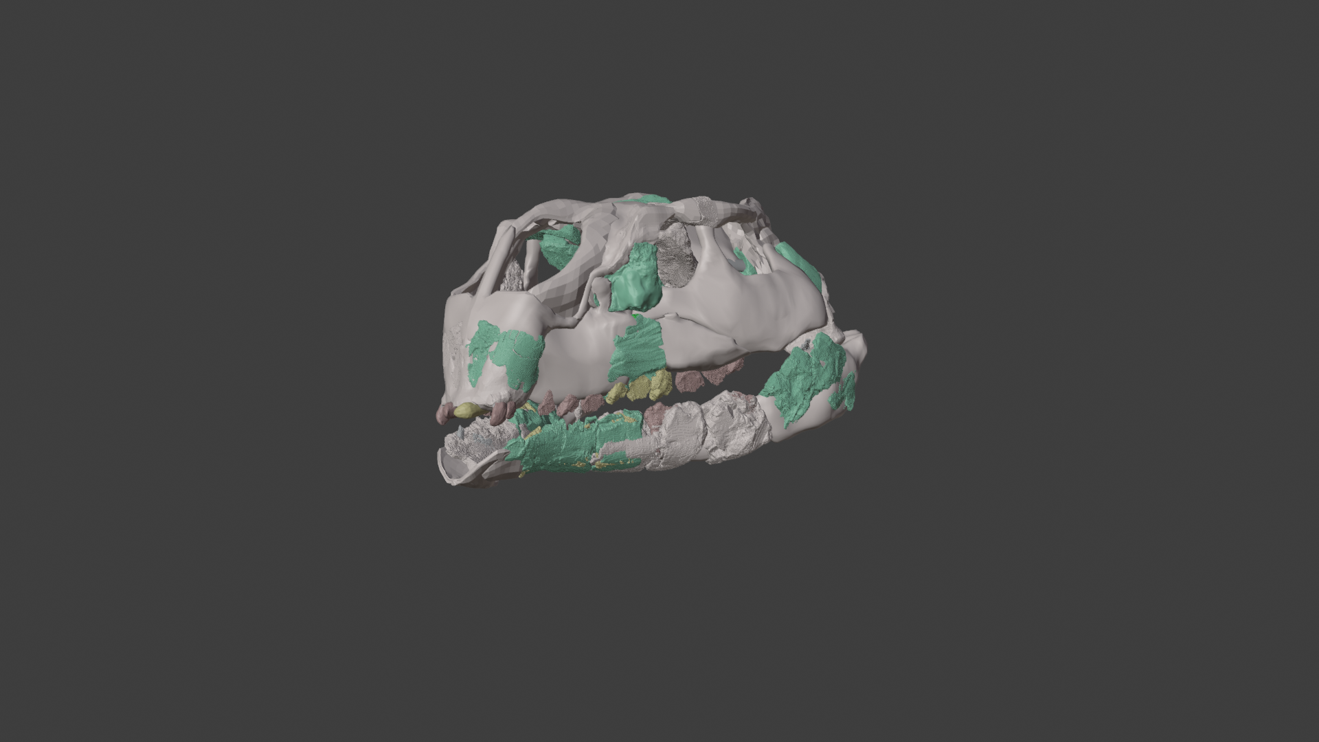 Reconstrucción del cráneo de Foskeia pelendonum a partir de distintos elementos fósiles, que revela una anatomía inusual clave para reinterpretar la evolución de los dinosaurios herbívoros.