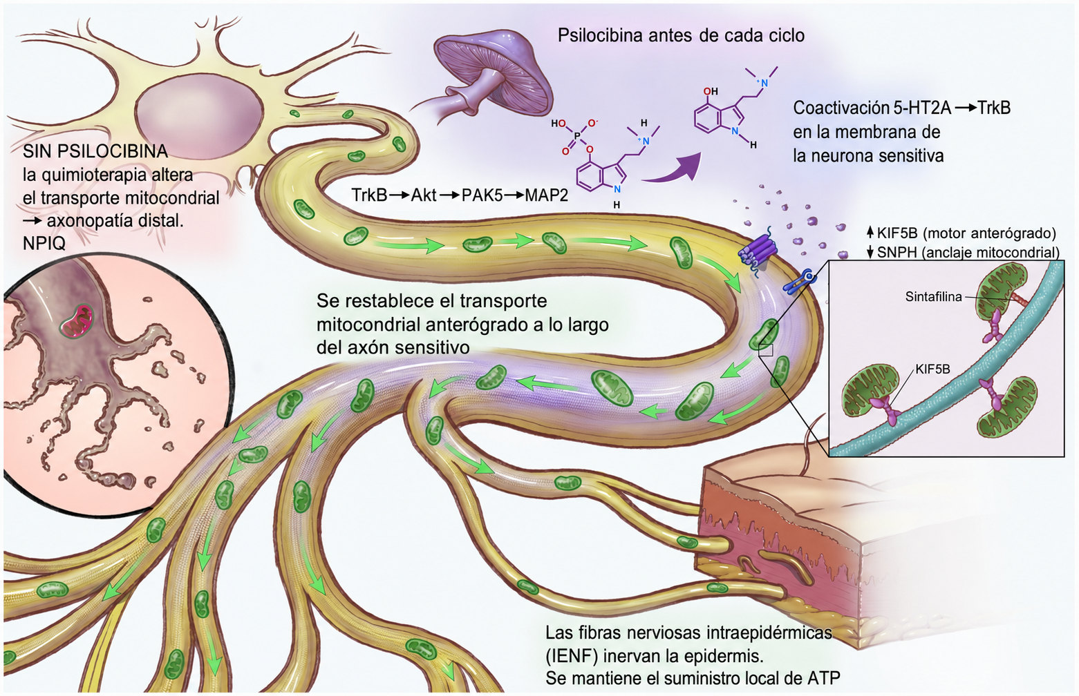 Esquema del mecanismo neuroprotector propuesto para la psilocibina.