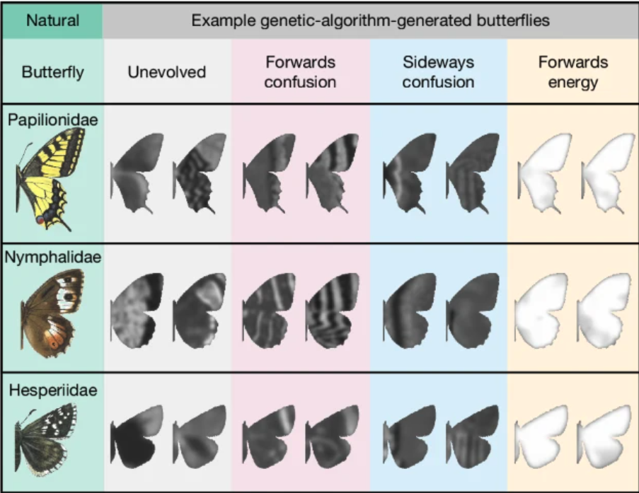 Comparación de patrones naturales y diseños generados por un algoritmo sobre tres formas de alas.