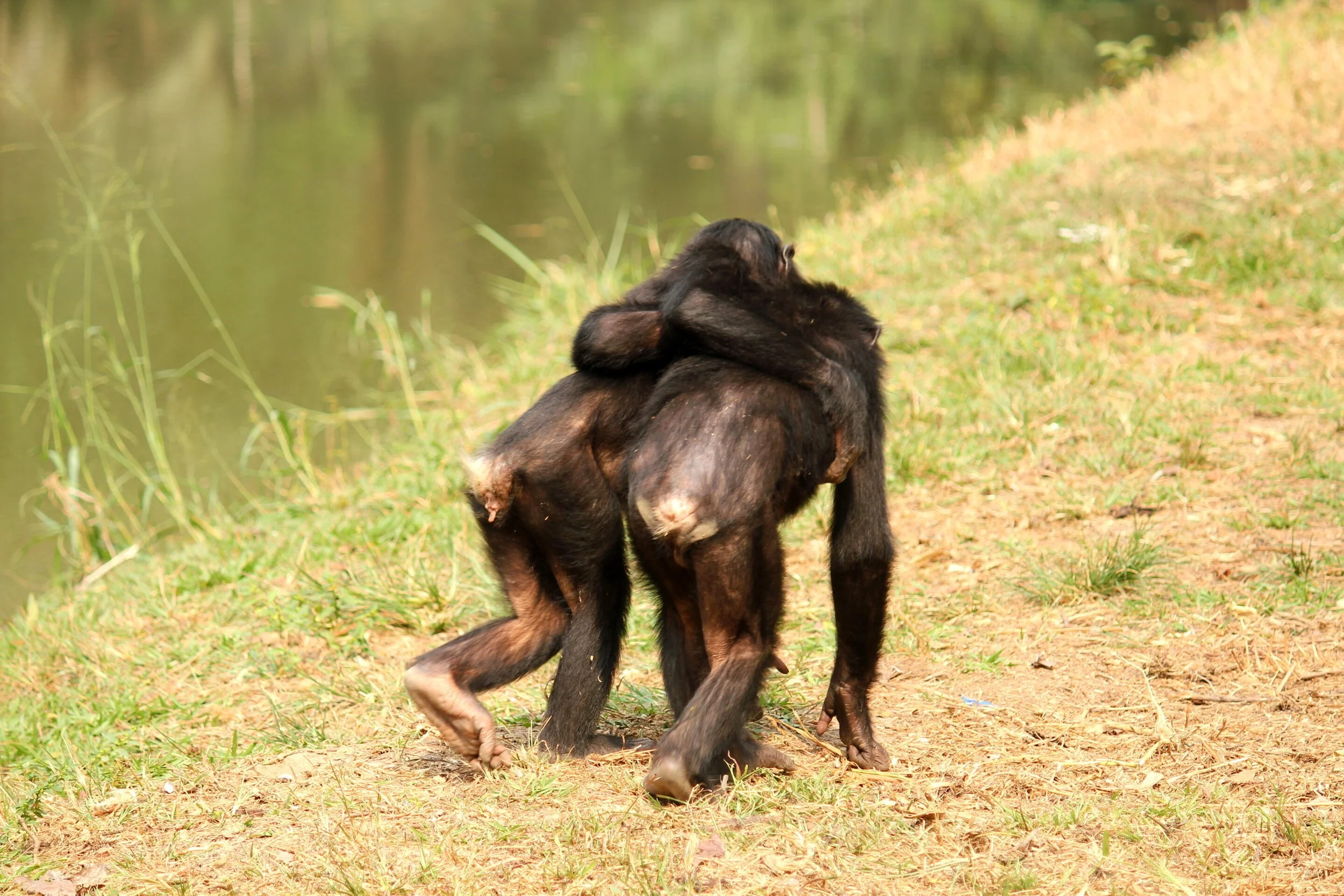 Dos jóvenes bonobos huérfanos se reconfortan con un abrazo en el santuario Lola ya Bonobo.